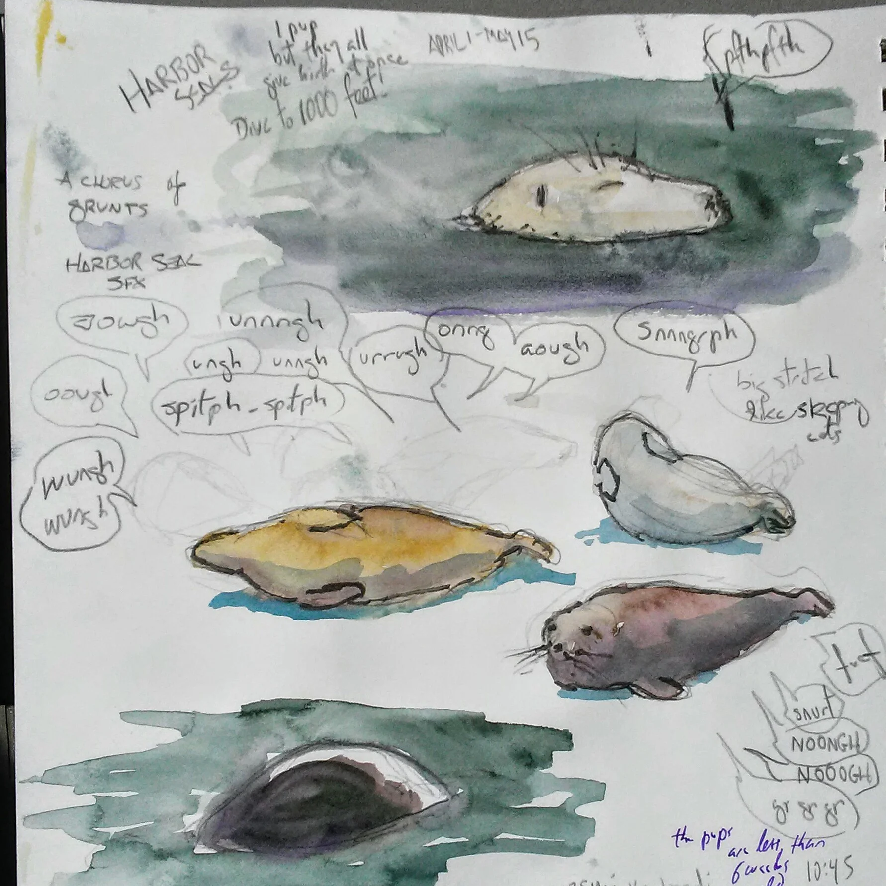 A few of the harbor seals and a sampling of their awesome noises. Art by author.