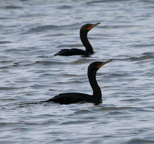 Synchronized-swimming-cormorants-GailFrederick.jpg