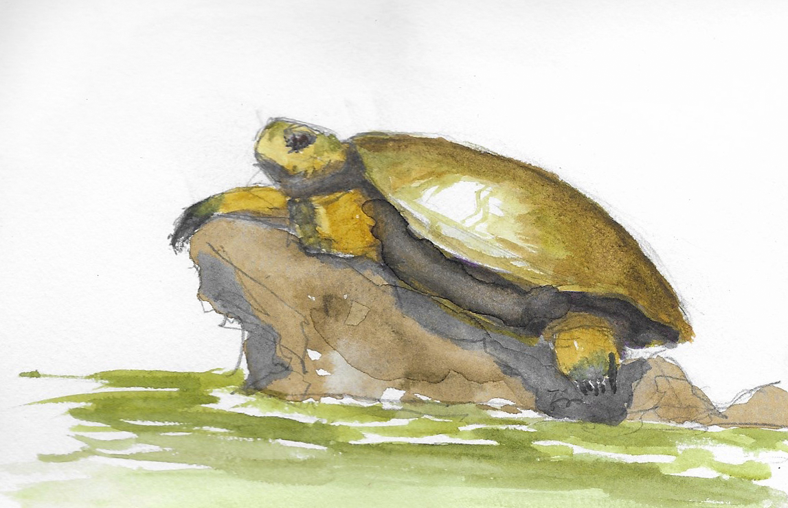 El Jefe, Western Pond Turtle