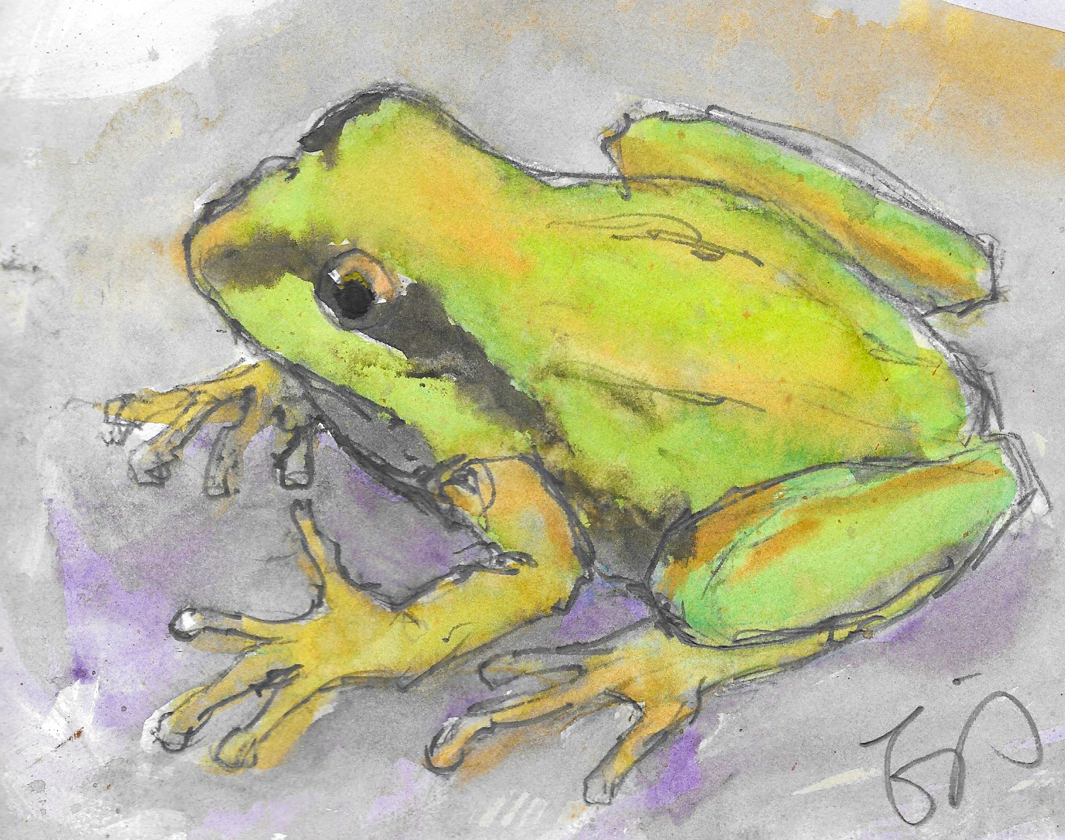 A Pacific chorus frog. They’re loud and proud.