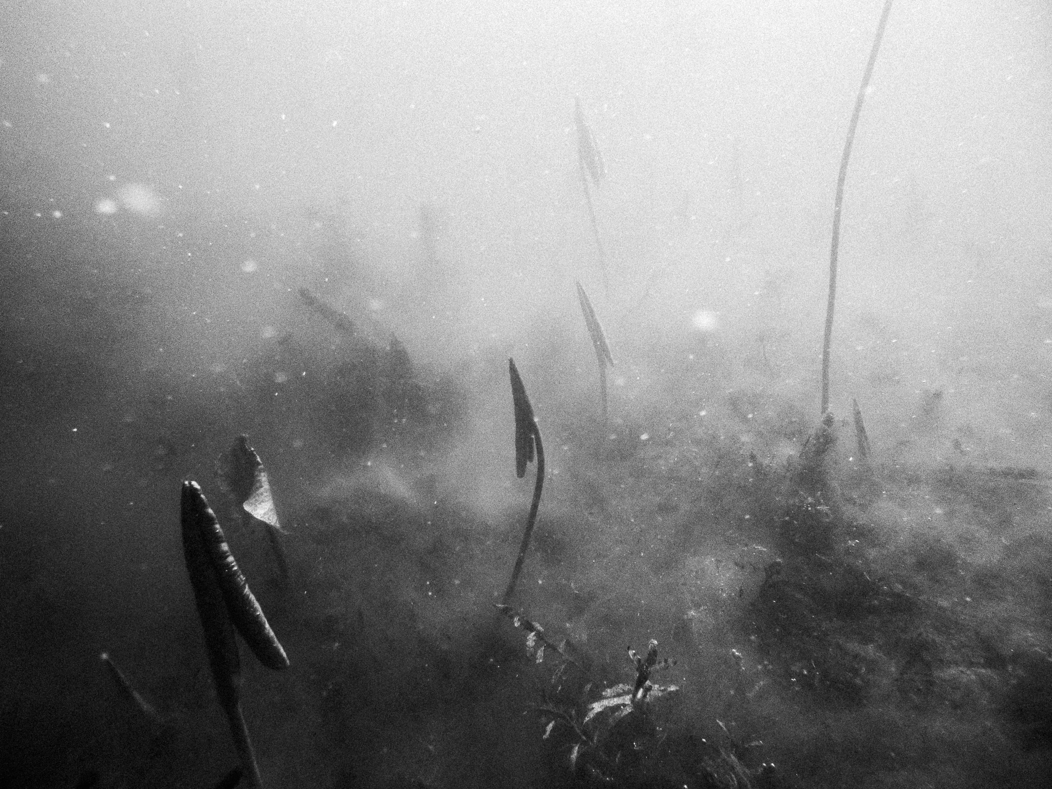 Seattle Underwater Photography