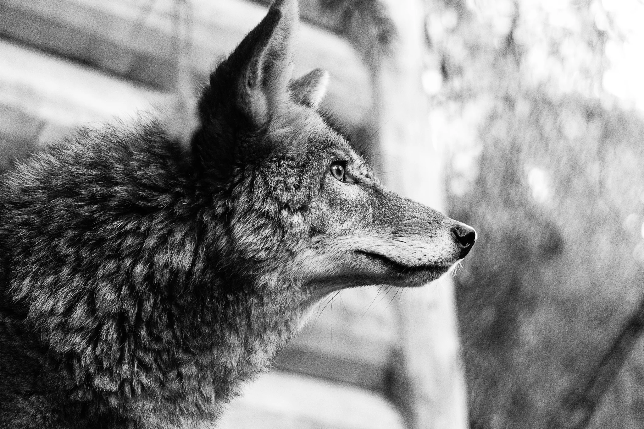Conservation of Coyotes and Urban Wildlife