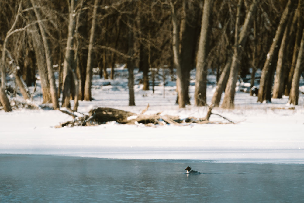 Common Merganser Duck at Colvill Park in Red Wing, Minnesota