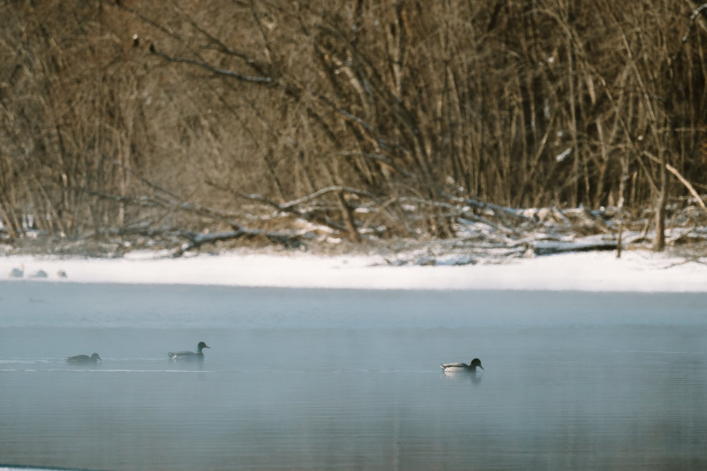 Mallard Ducks at Colvill Park in Red Wing, Minnesota