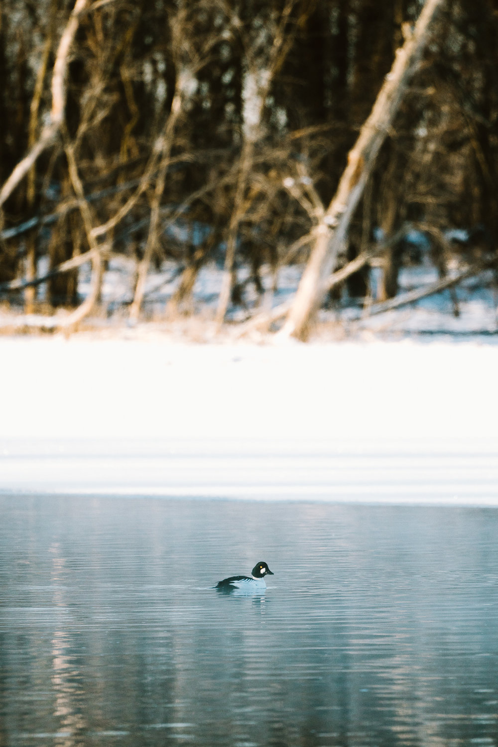 GoldenEye Duck at Colvill Park in Red Wing, Minnesota