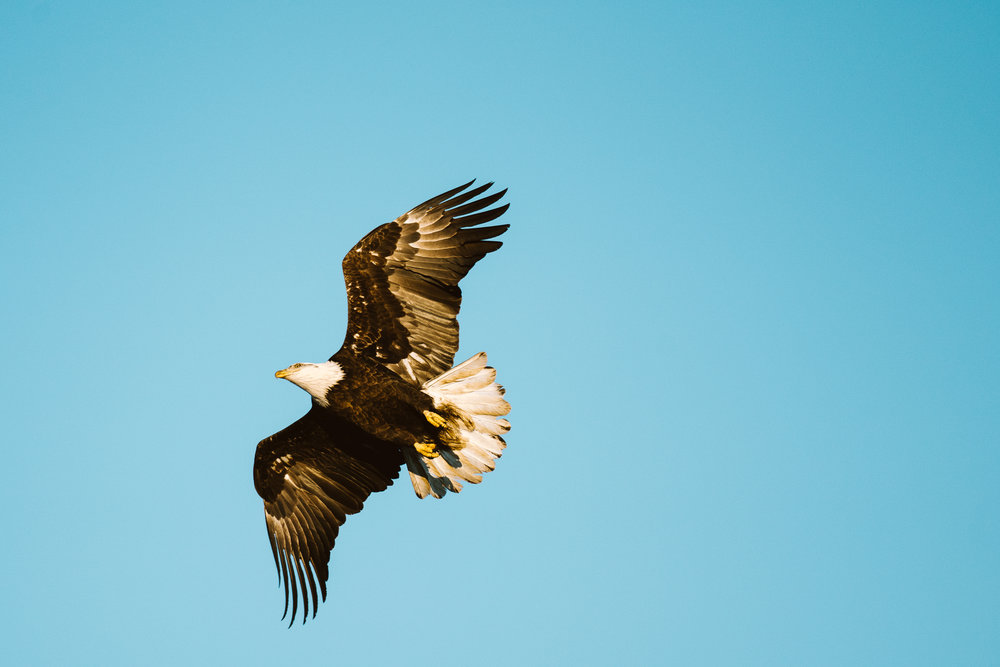 Bald Ealges over the Mississippi River at Colvill Park in Red Wing, Minnesota