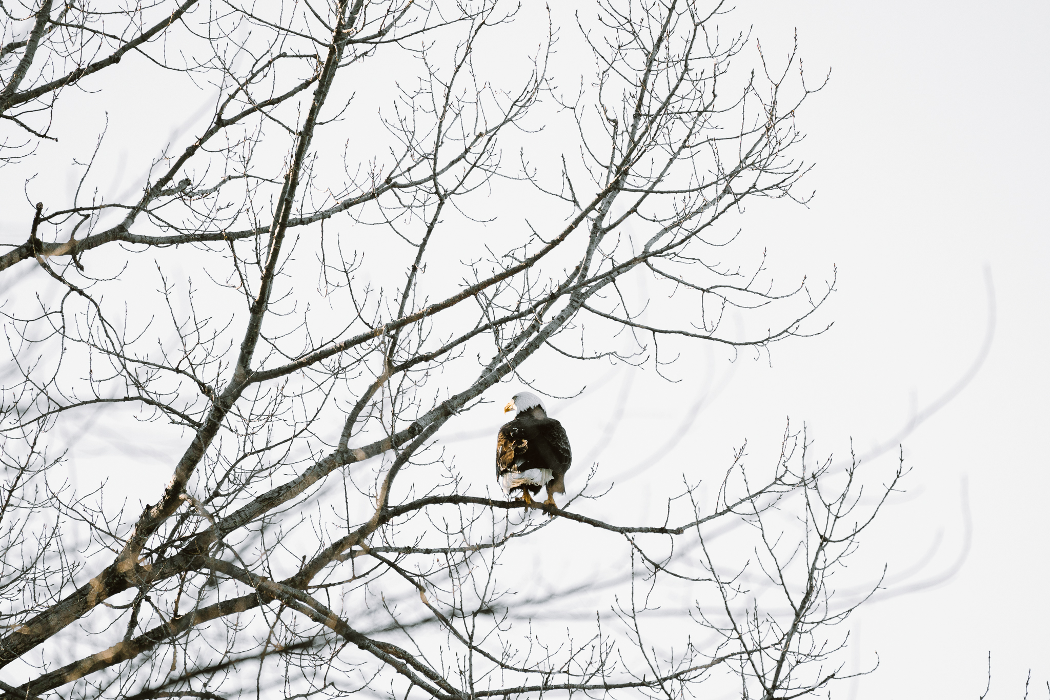 Bald Ealges over the Mississippi River at Colvill Park in Red Wing, Minnesota