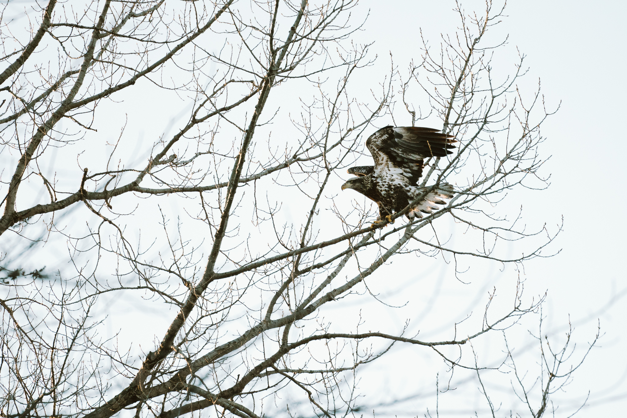 Bald Ealges over the Mississippi River at Colvill Park in Red Wing, Minnesota
