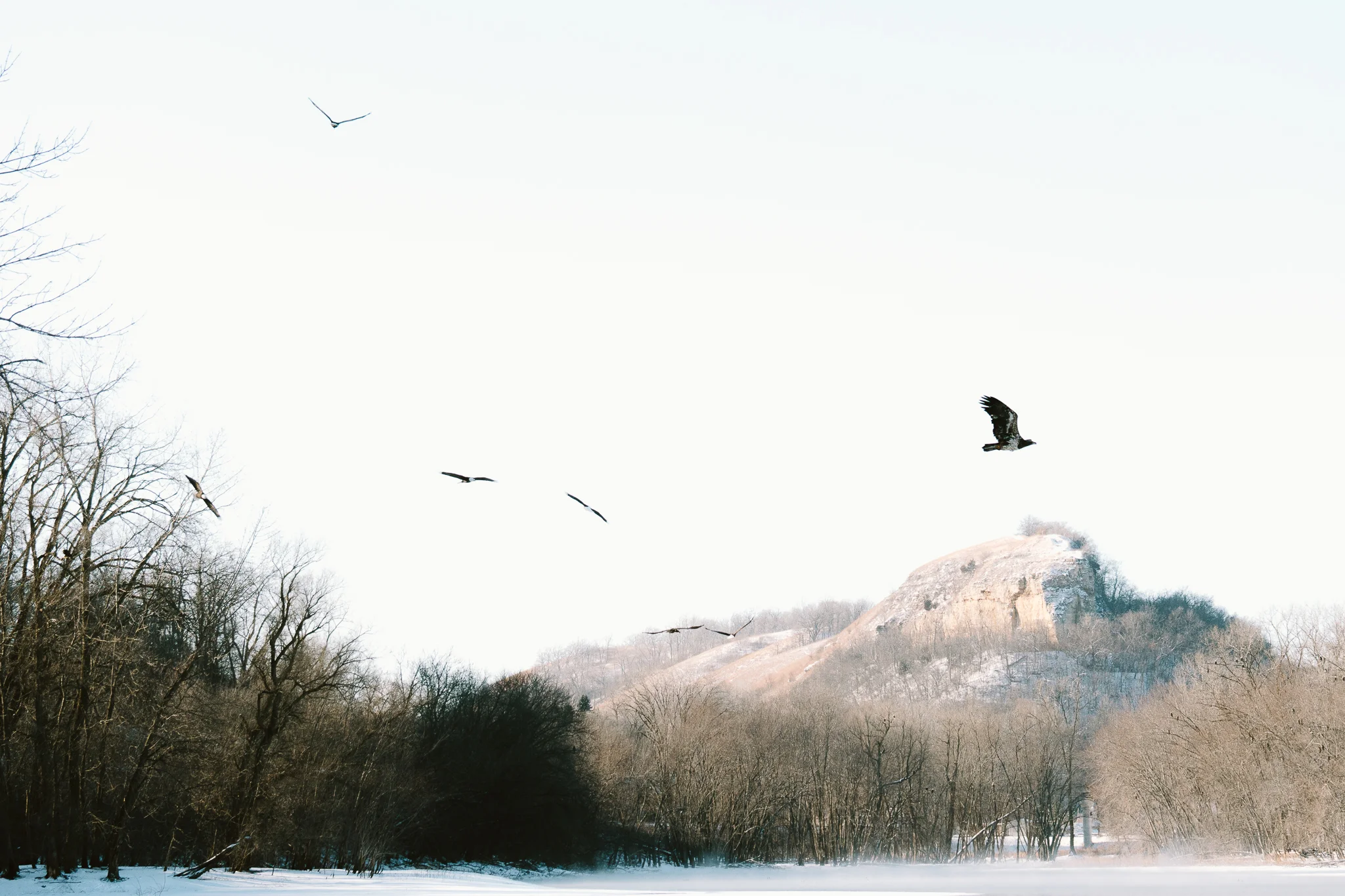 Bald Ealges over the Mississippi River at Colvill Park in Red Wing, Minnesota