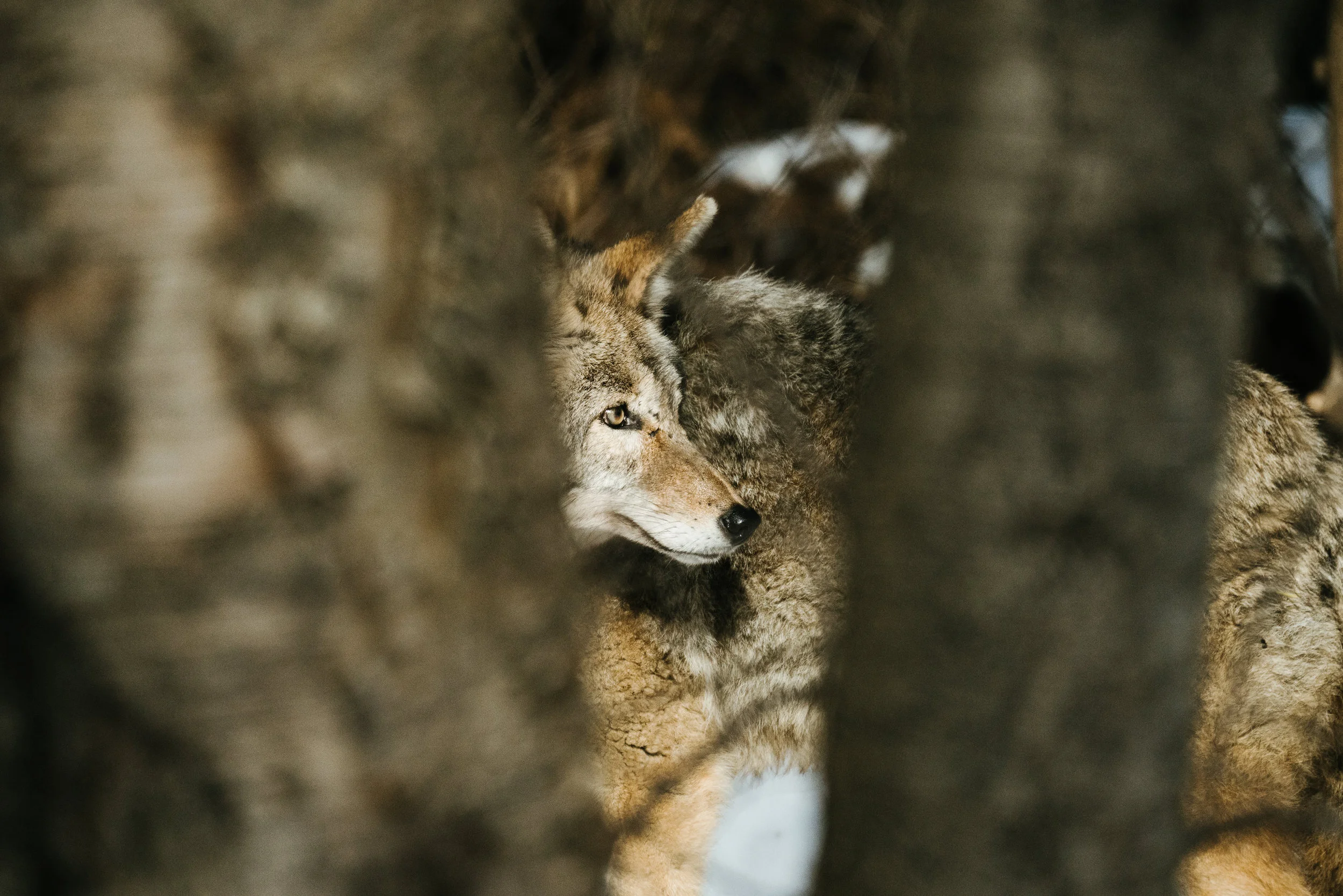 Seattle Wildlife Photographer