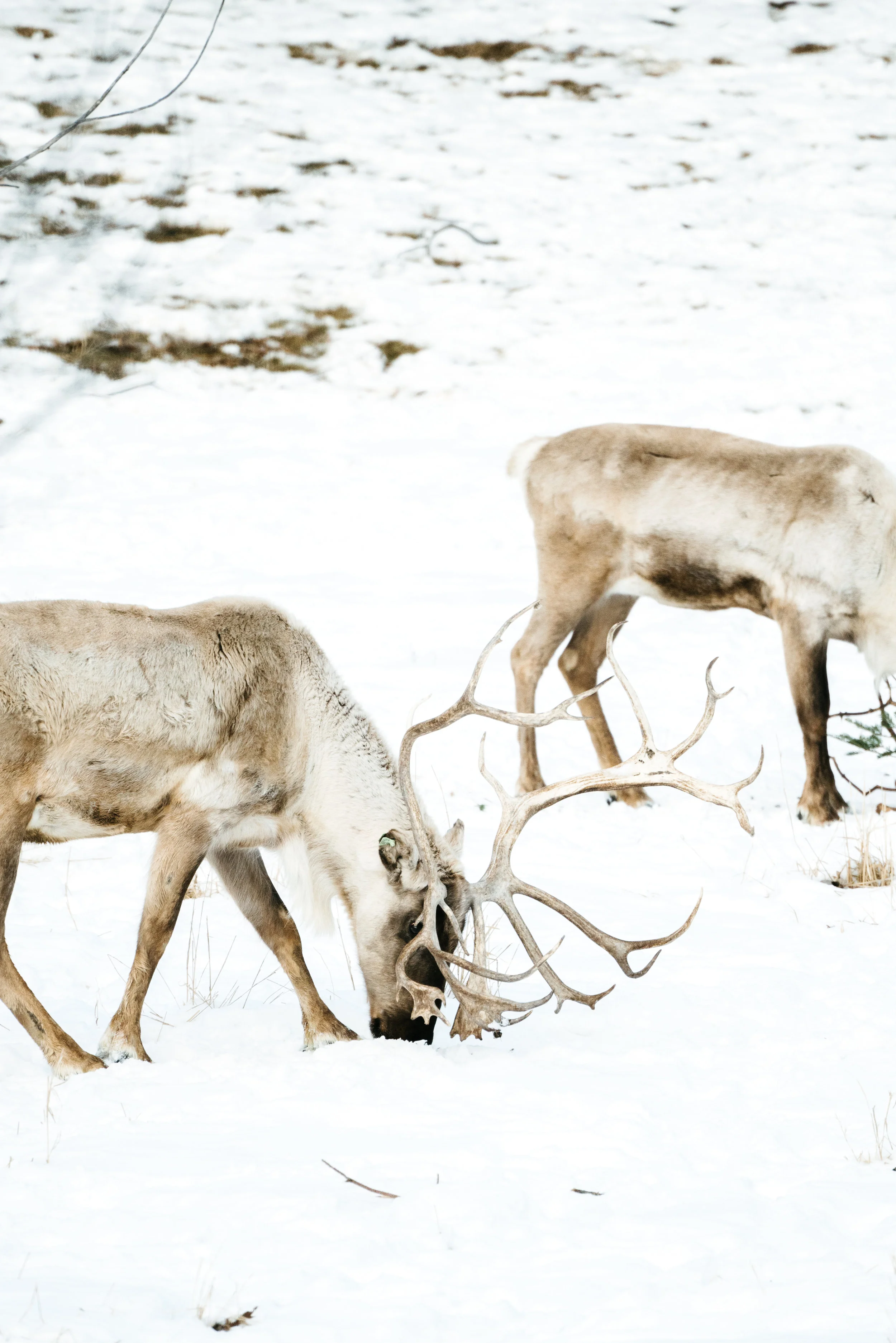 Woodland Caribou Conservation Photography