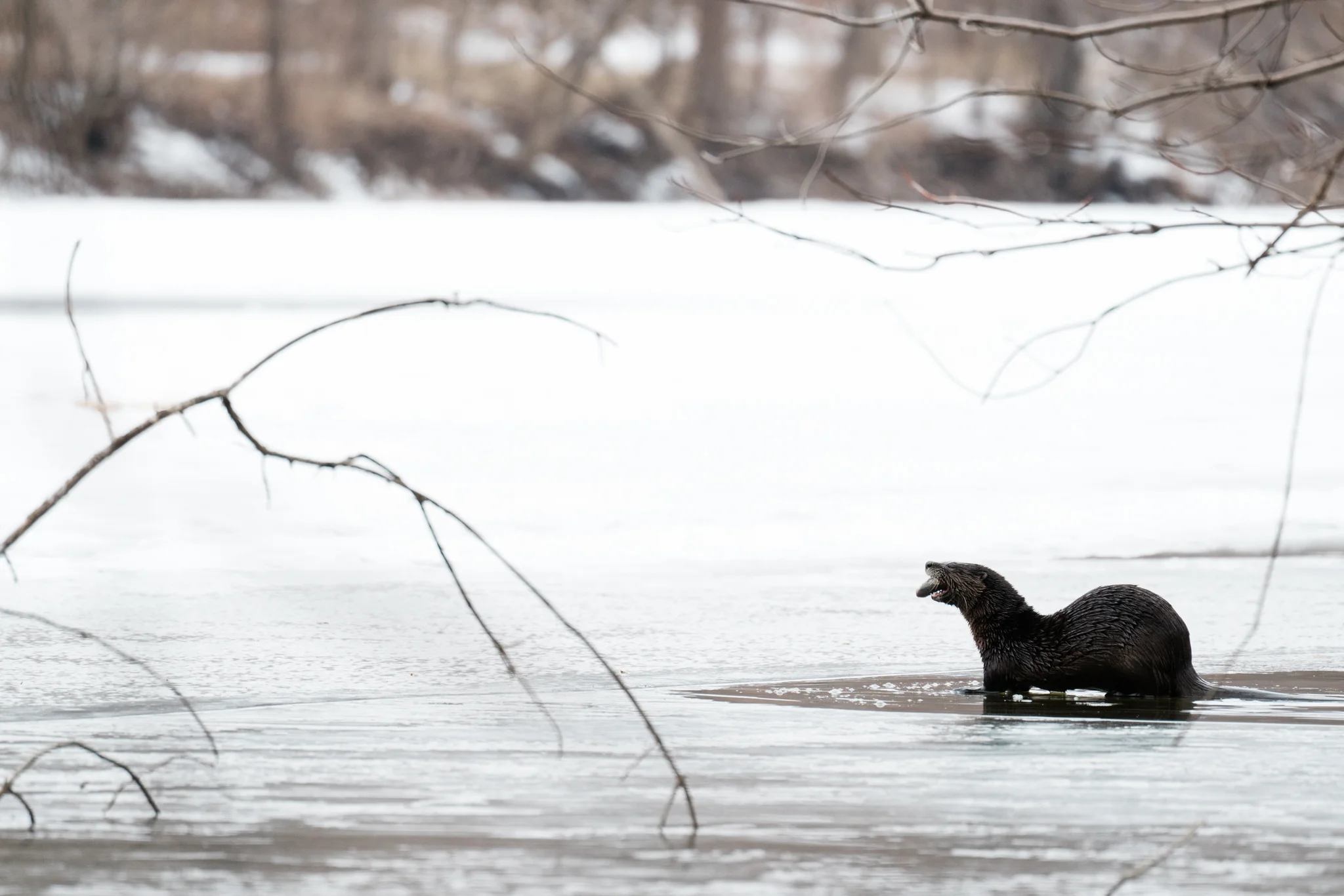 A River Otter Eating a Carp in the Winter - Wildlife Photographer