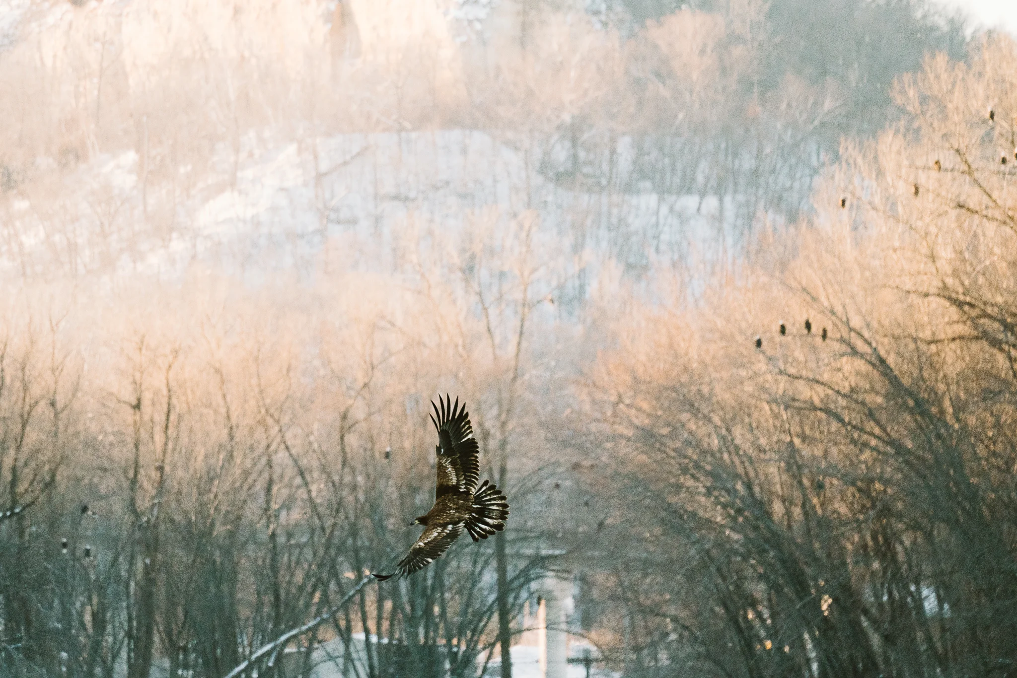 Bald Eagle Conservation Photographer
