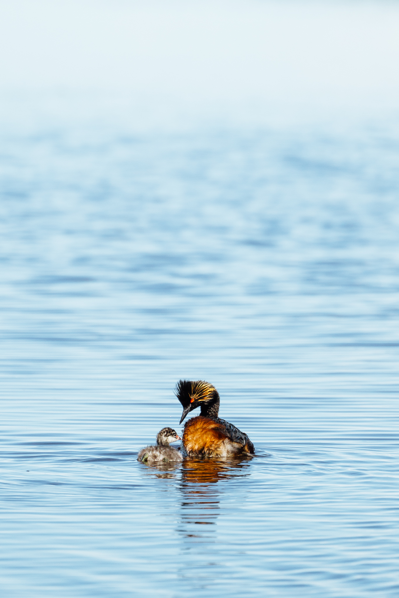 Eared Grebe with a young chick at Bowdoin National Wildlife Refuge