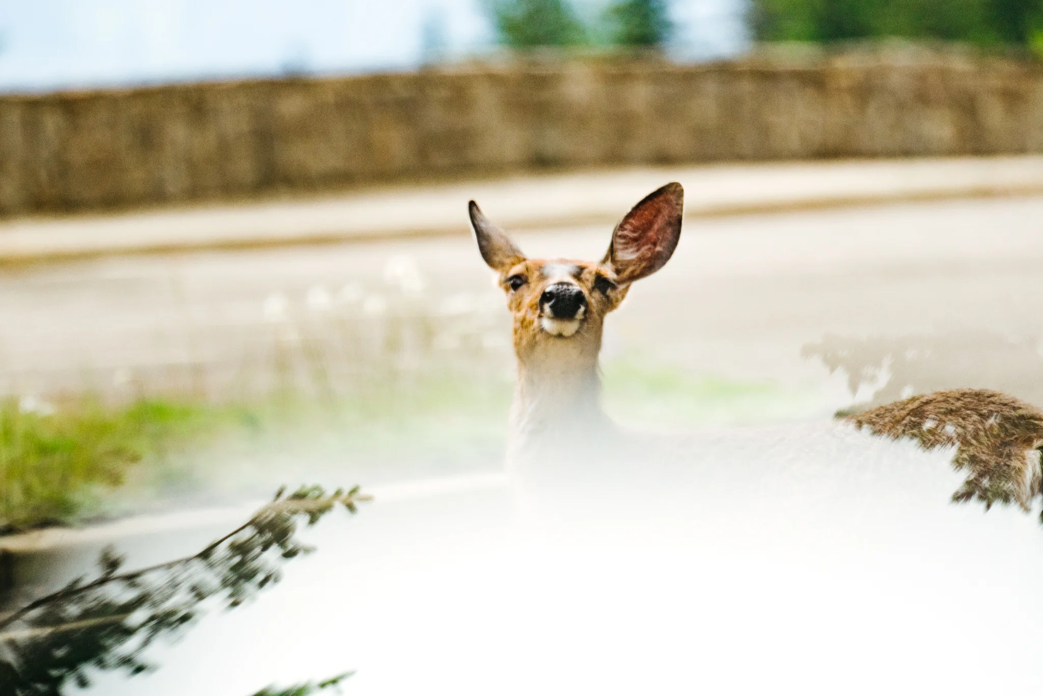 Olympic Peninsula Wildlife Photography on Hurricane Ridge