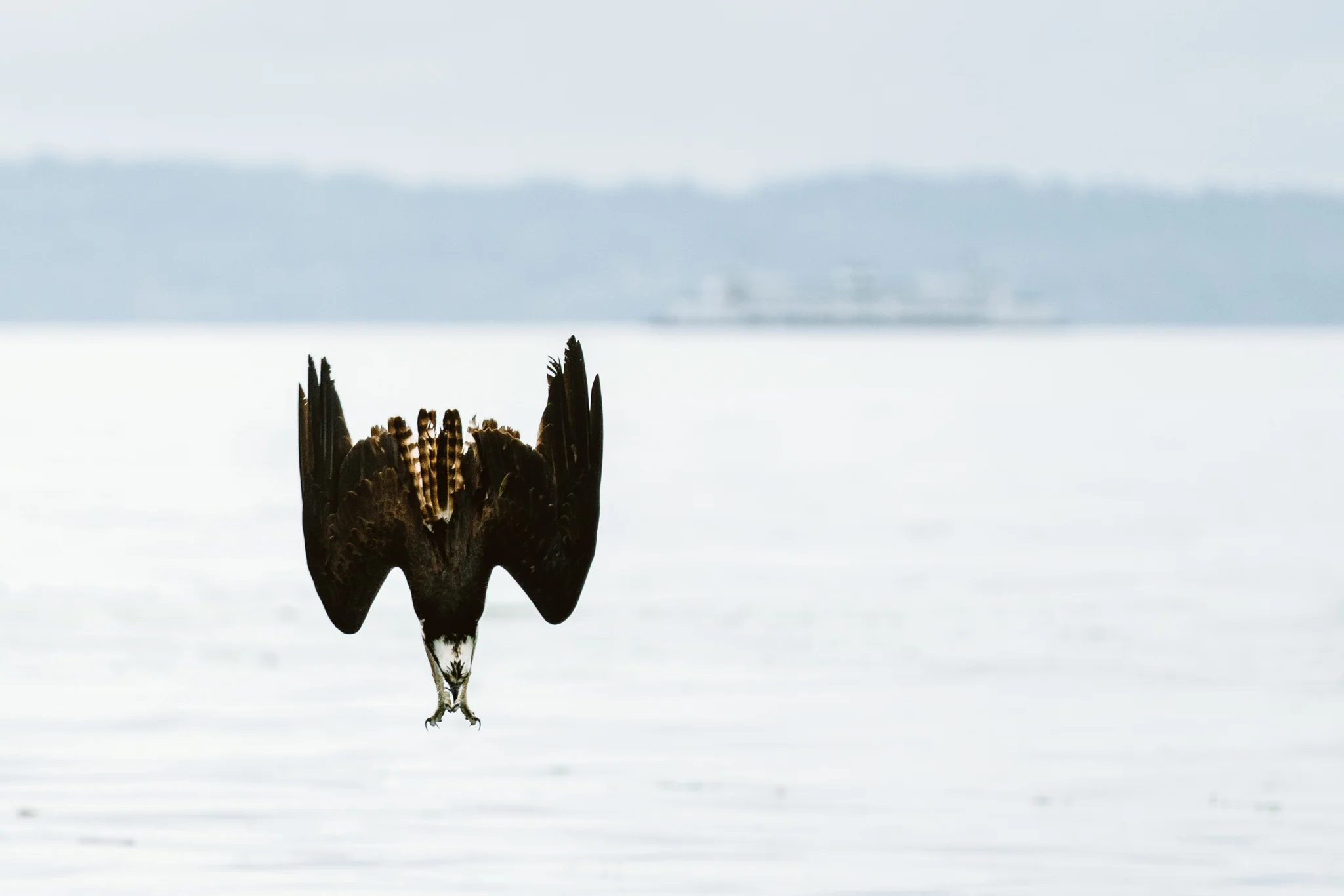 An osprey dives for a fish near downtown Seattle, Washington