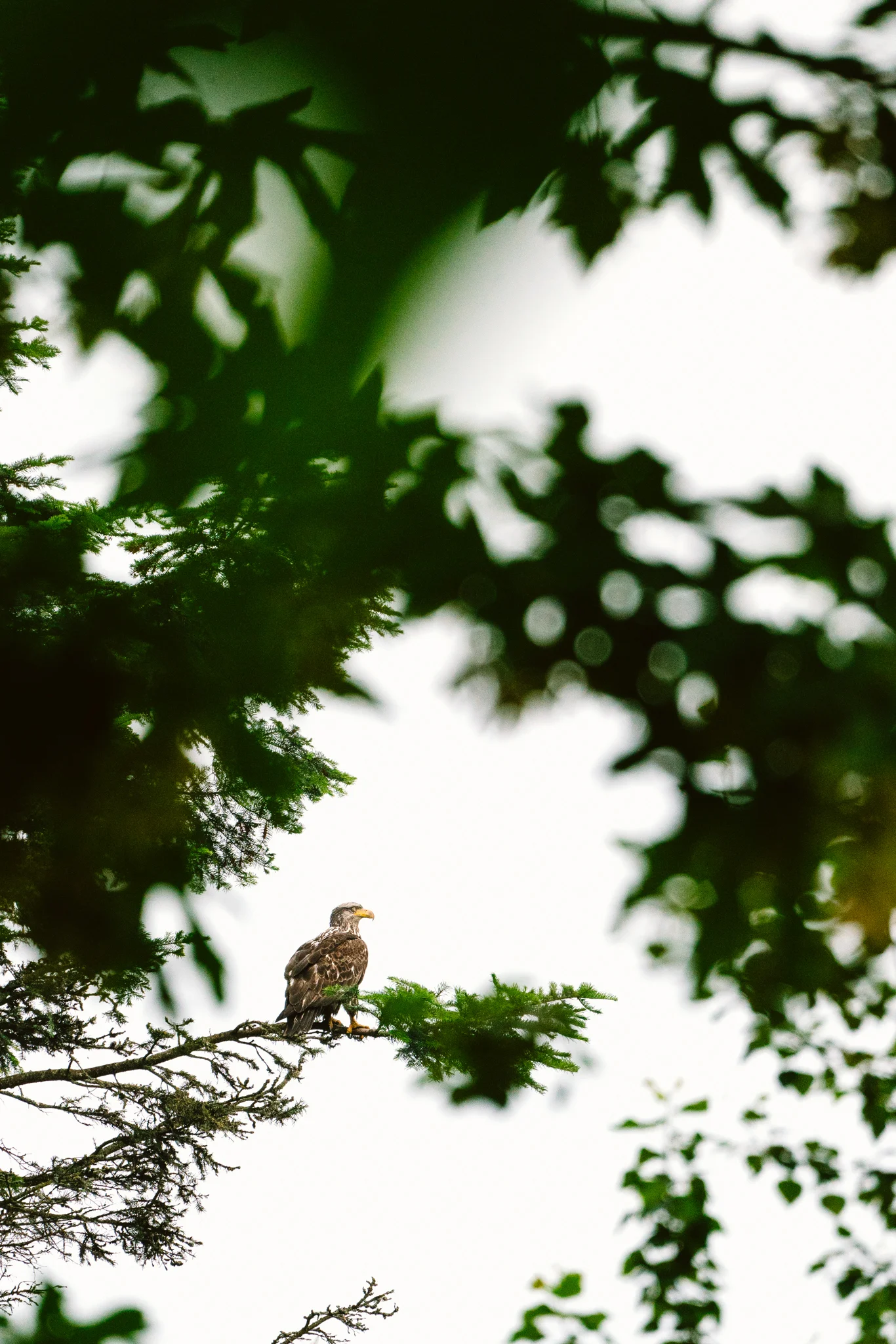 Bald Eagle sitting in a tree over Lake Washington by Seattle wildlife photographer Sara Montour Lewis