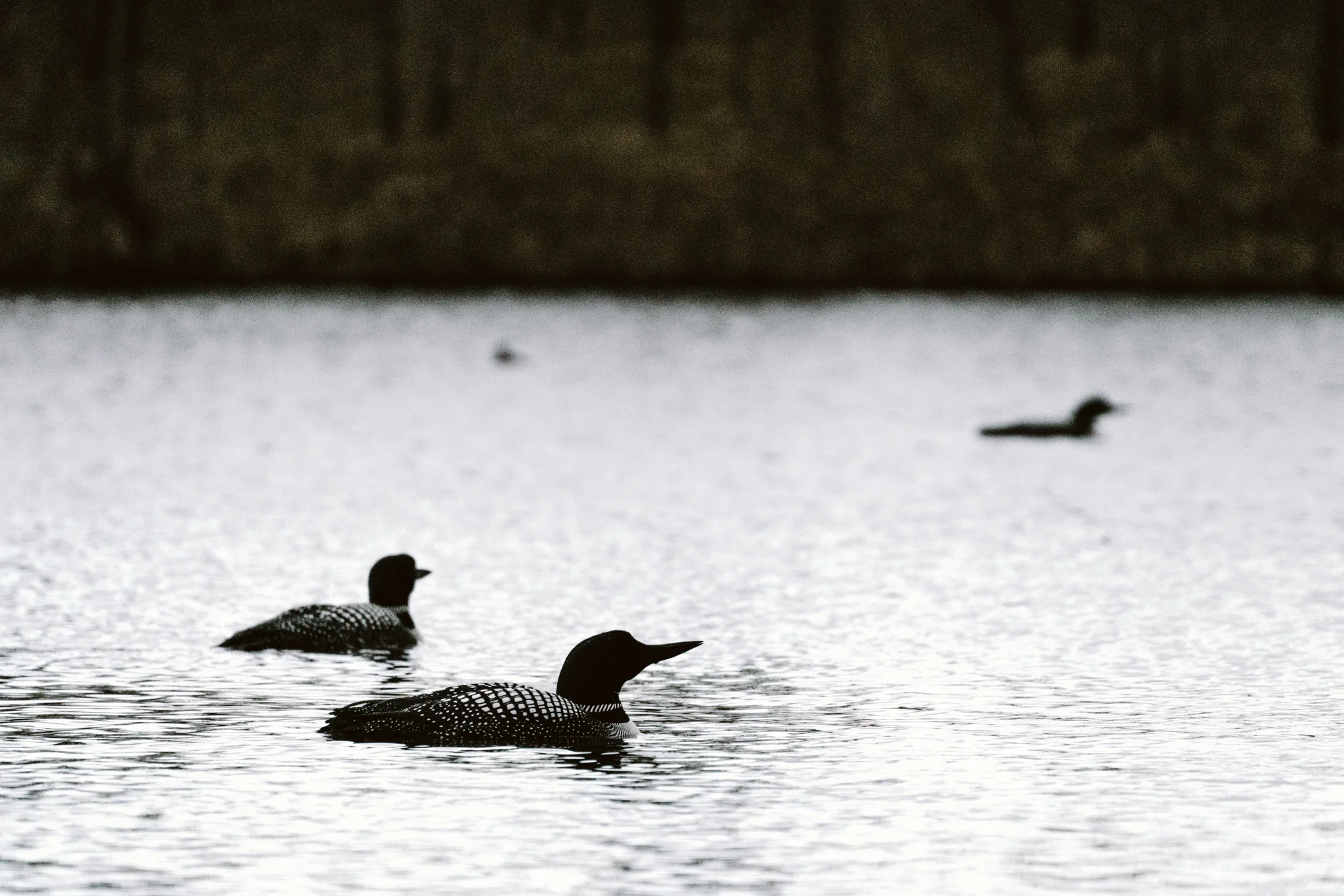 Common Loons at the Coon Rapids Dam in Minnesota