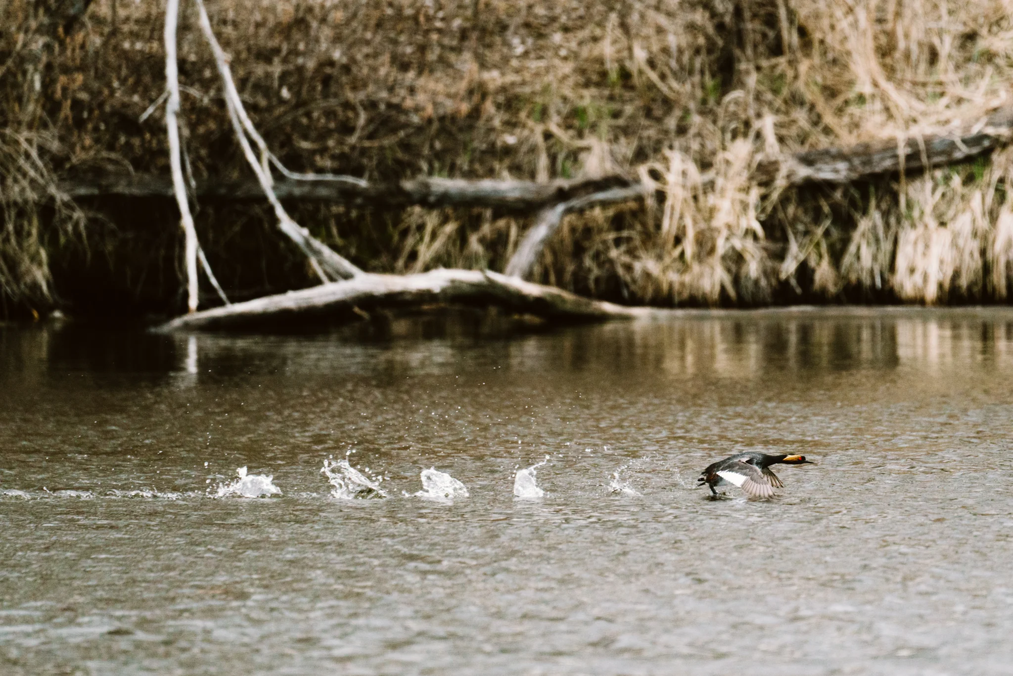 Eared Grebe Taking Off On A Lake