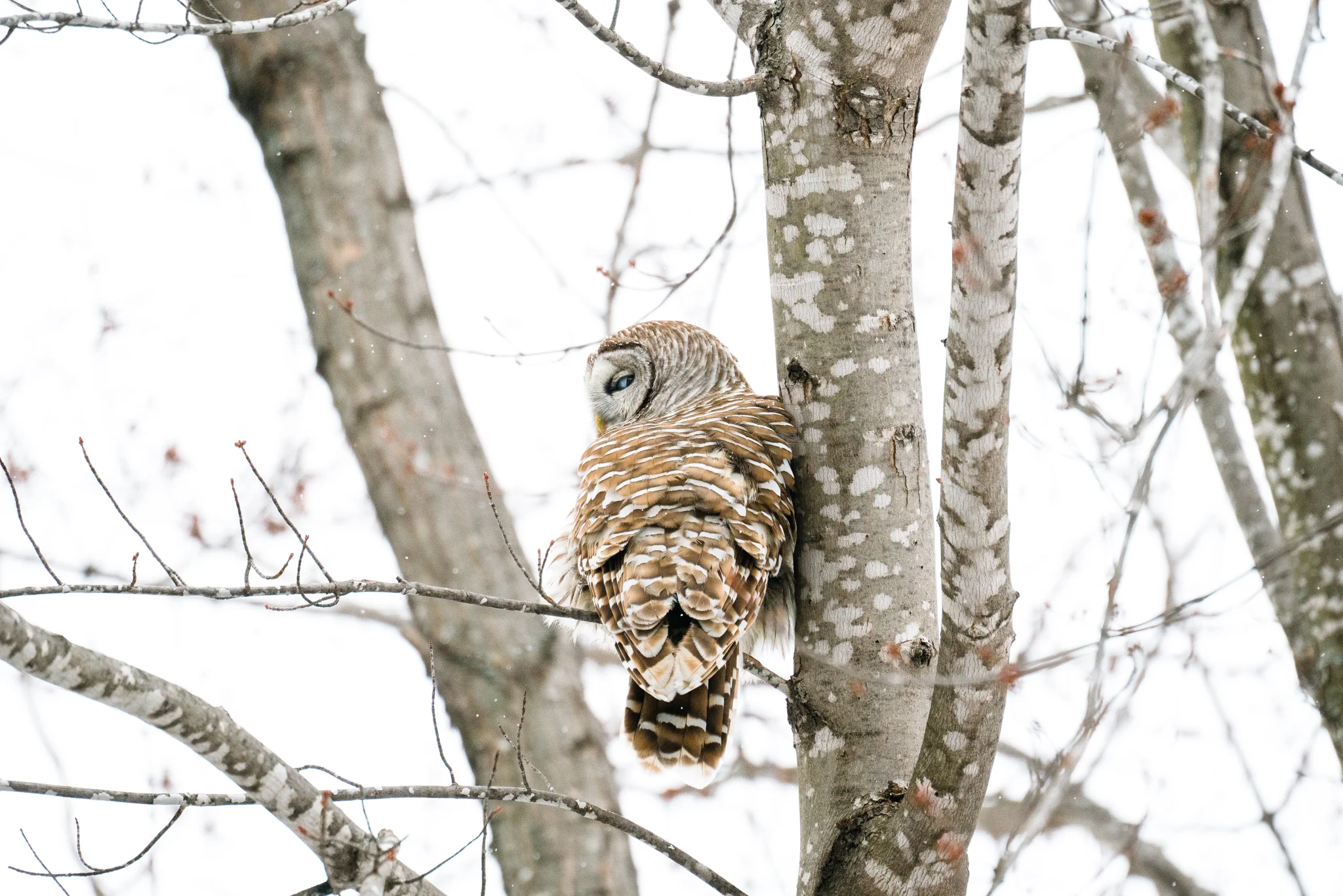Portrait of a Barred Owl in the winter by Sara Montour Lewis
