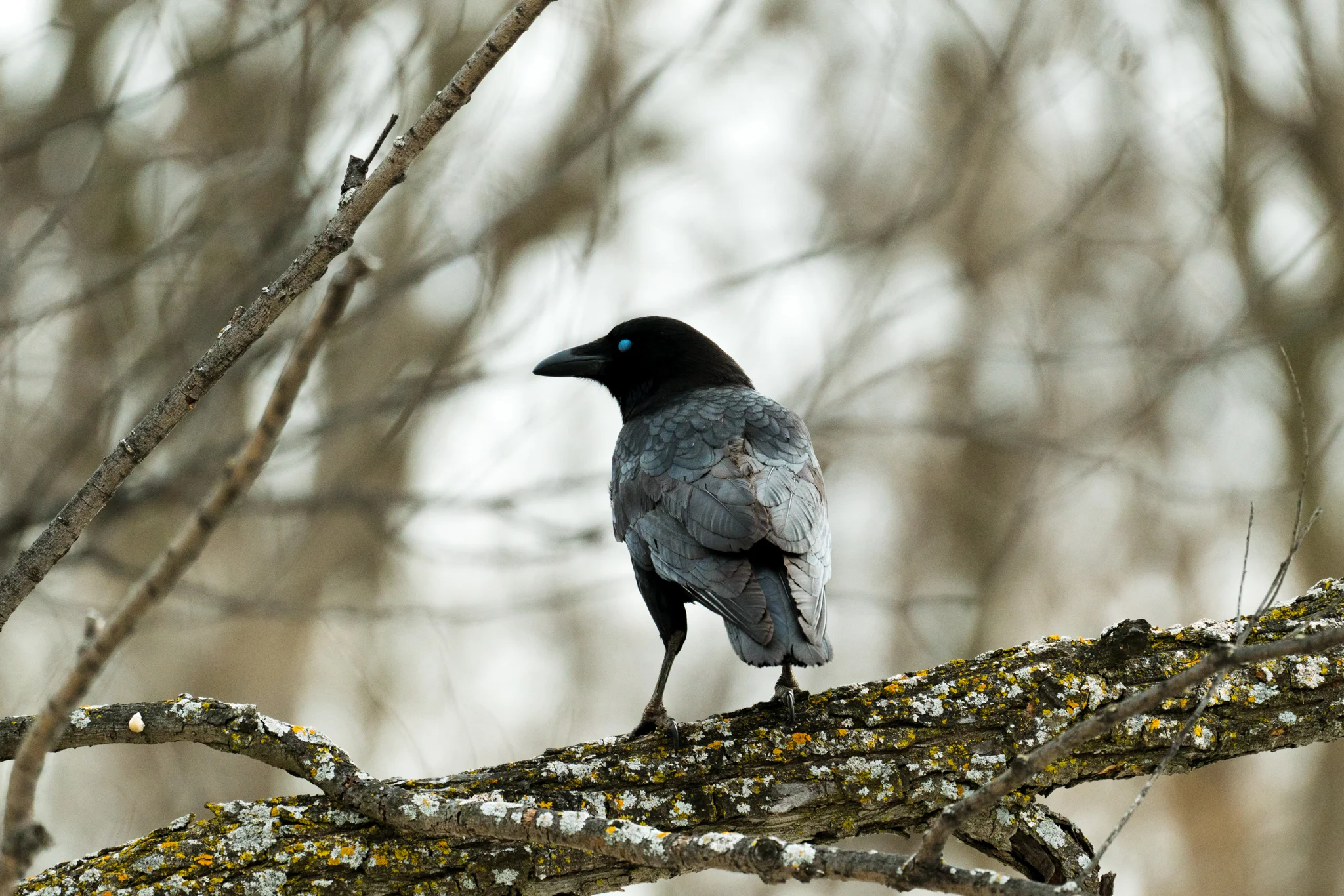 Seattle Wildlife Photographer