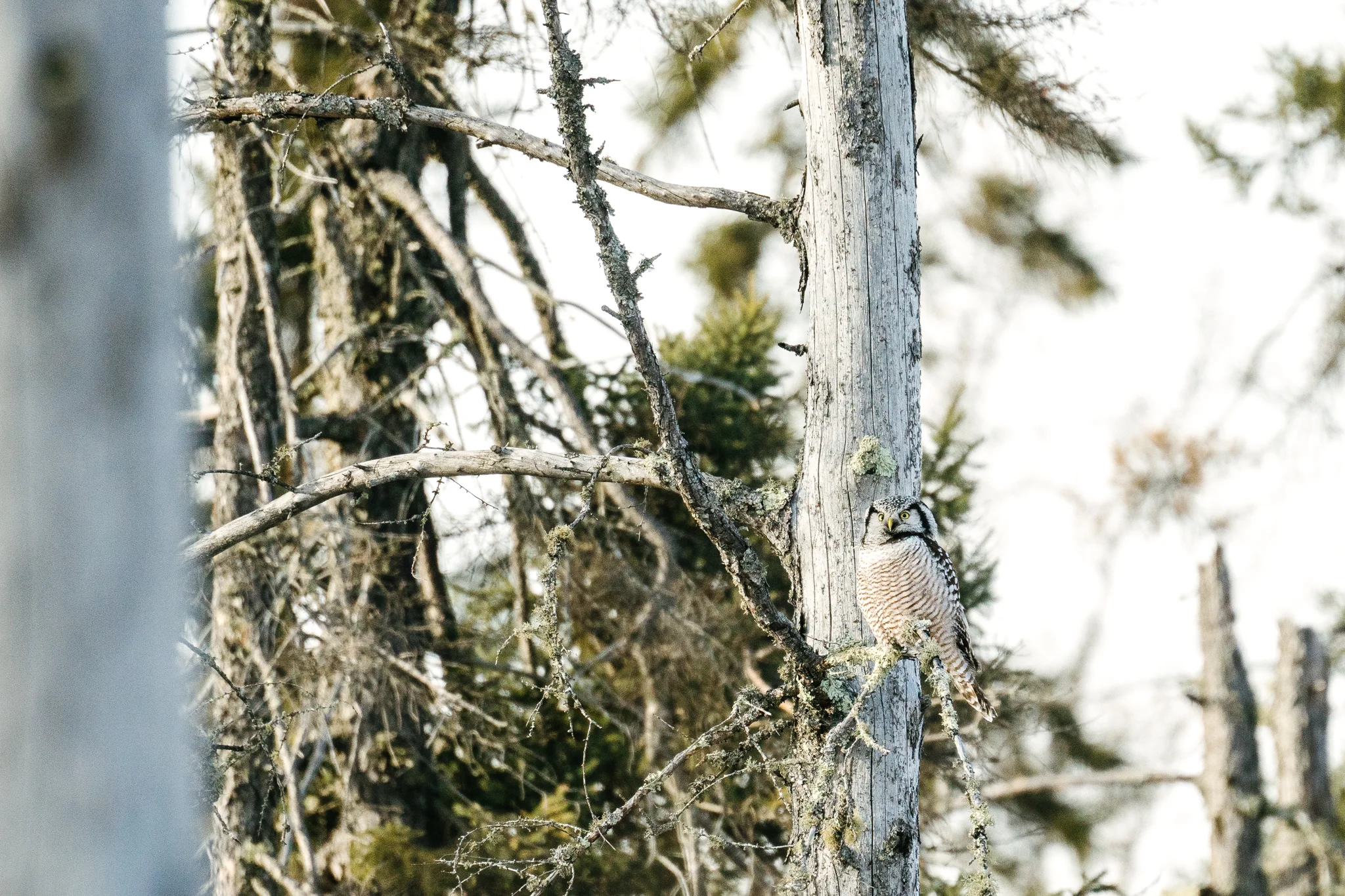 Northern Hawk Owl by Seattle Wildlife Photographer Sara Montour Lewis