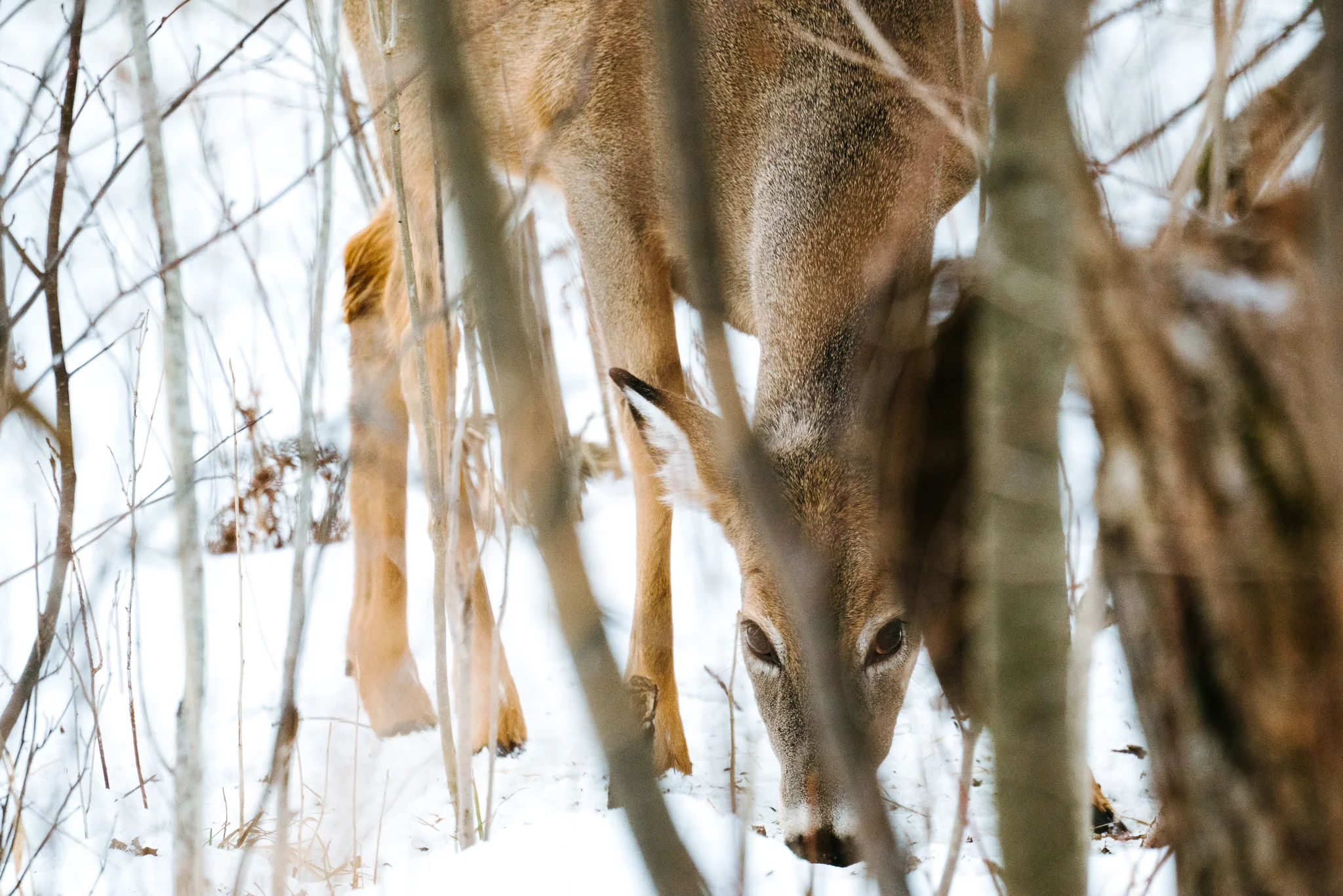 Pacific Northwest Wildlife Photography
