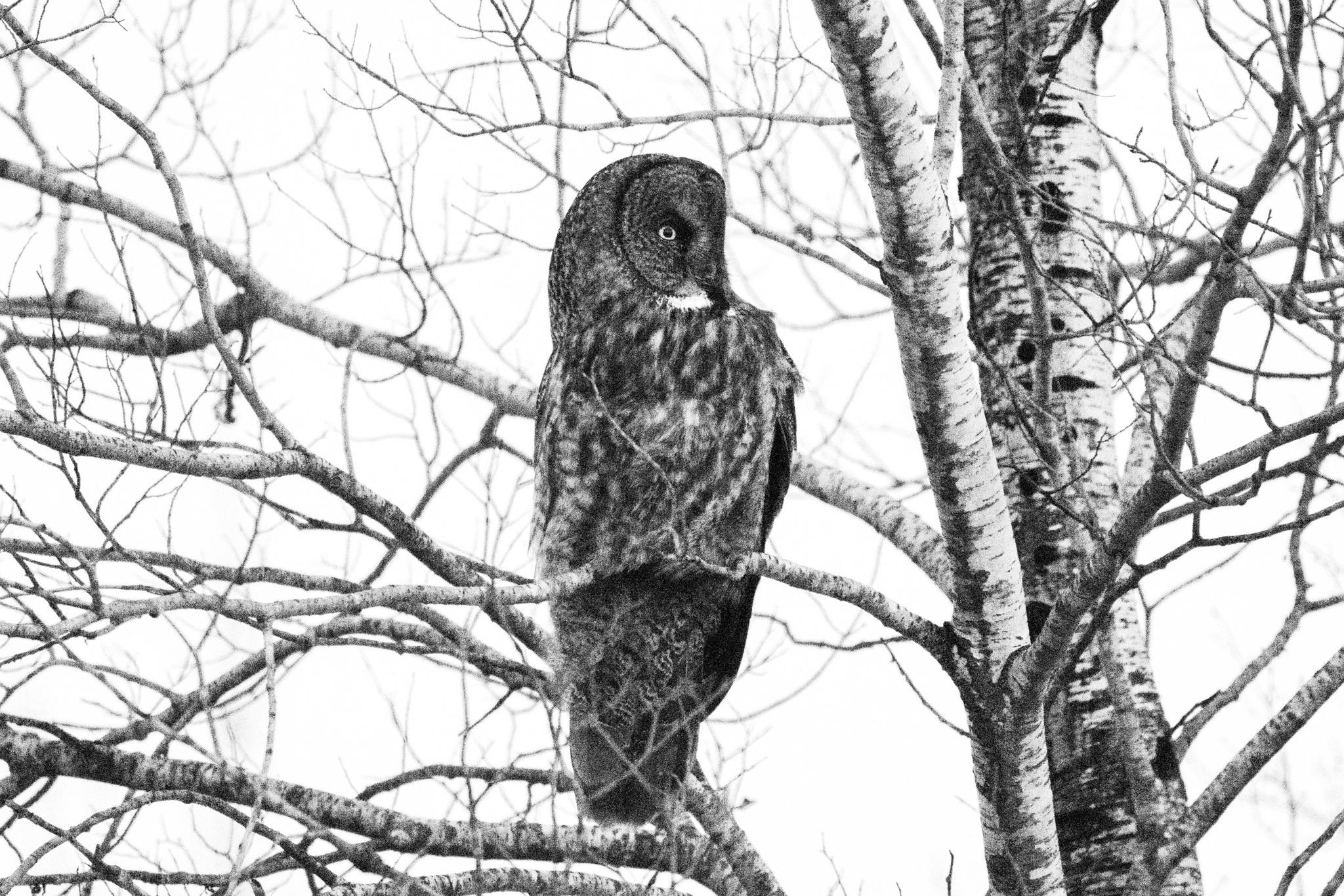 Great Grey Owl at the Sax Zim Bog