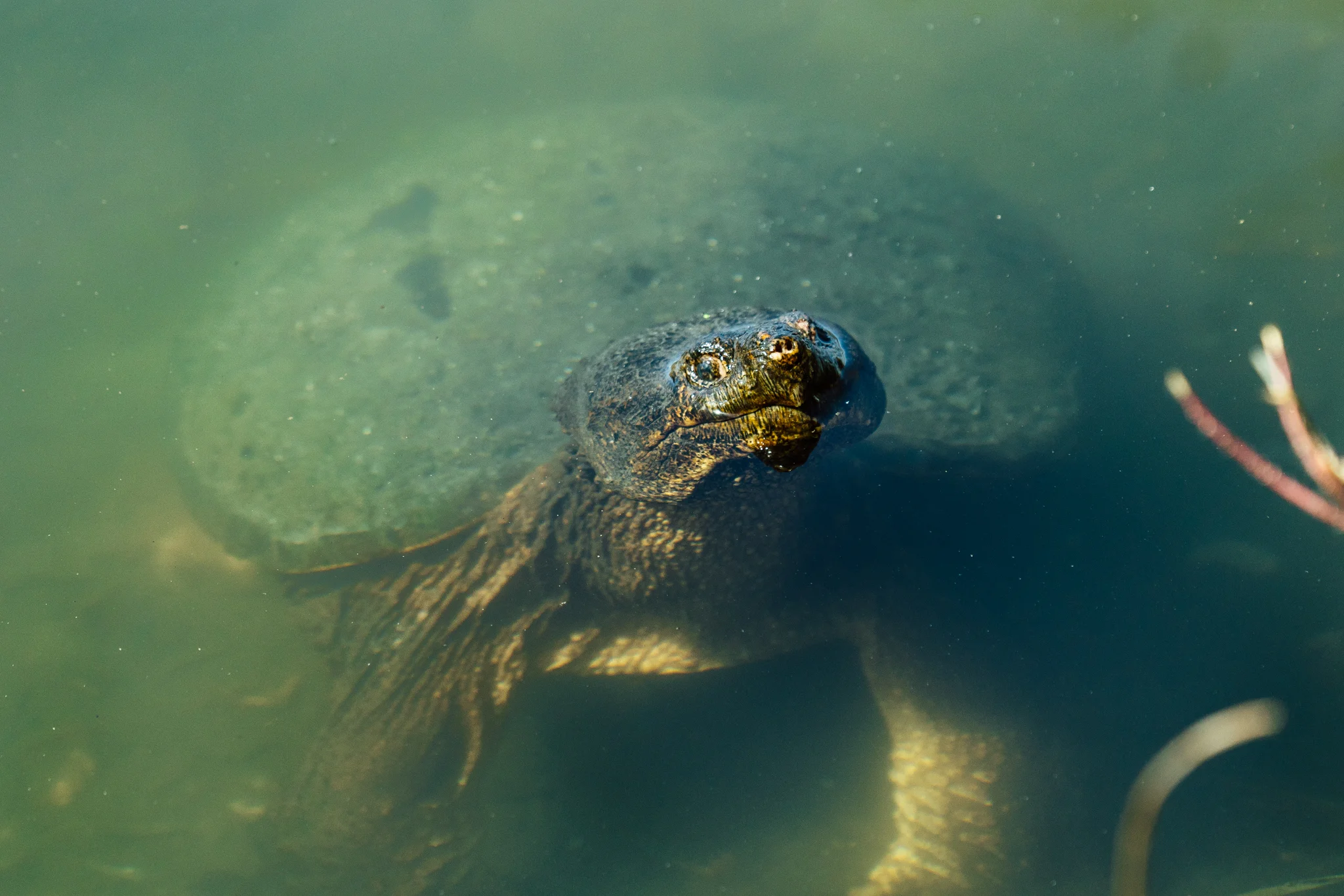 Snapping Turtle Wildlife Photography