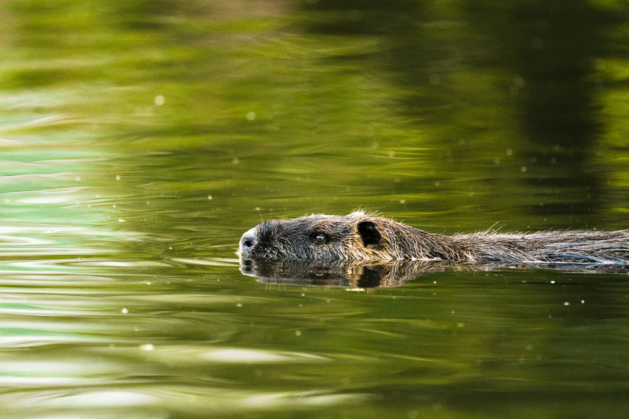 Seattle Washington Wildlife Photographer
