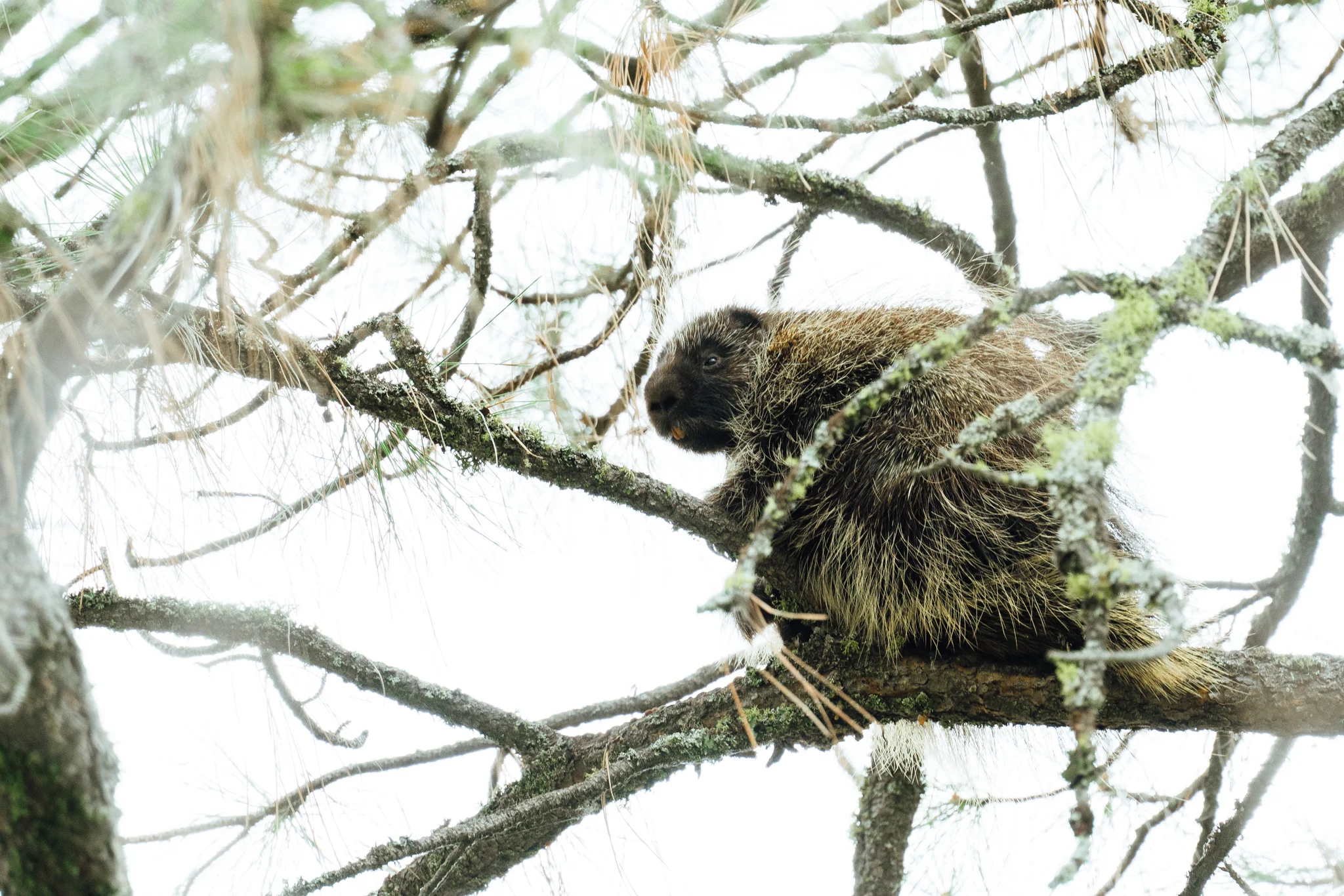 Porcupine in a tree — Wildlife Photographer
