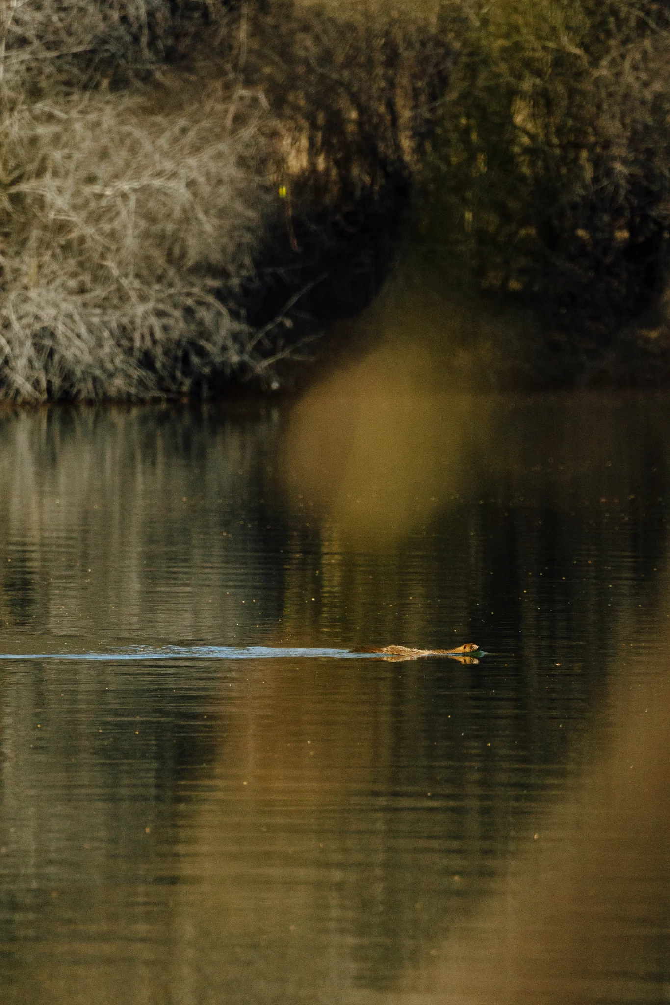 Photograph of a mink swimming across a pond