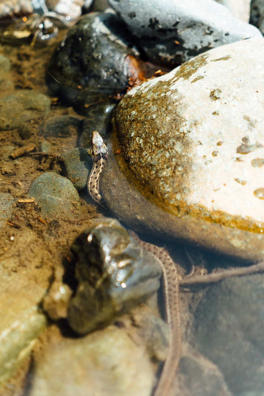 Stock Photograph of a Garter Snake Underwater