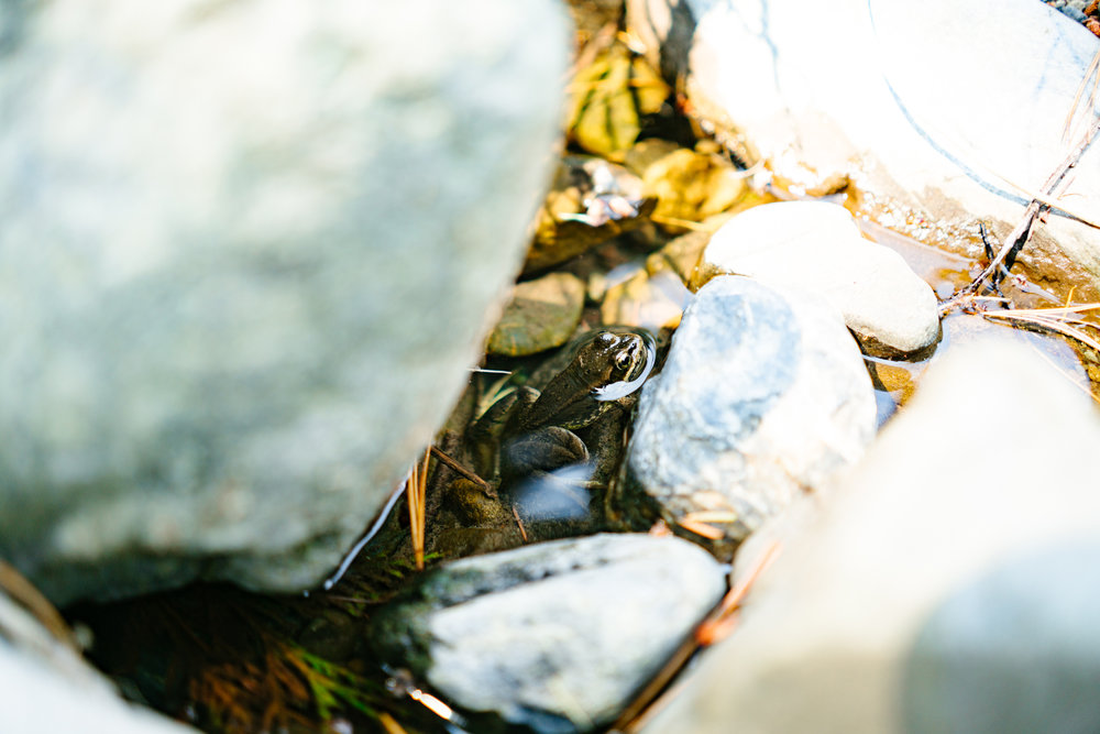 A frog underwater in the Teanaway River near Cle Elum, Washington