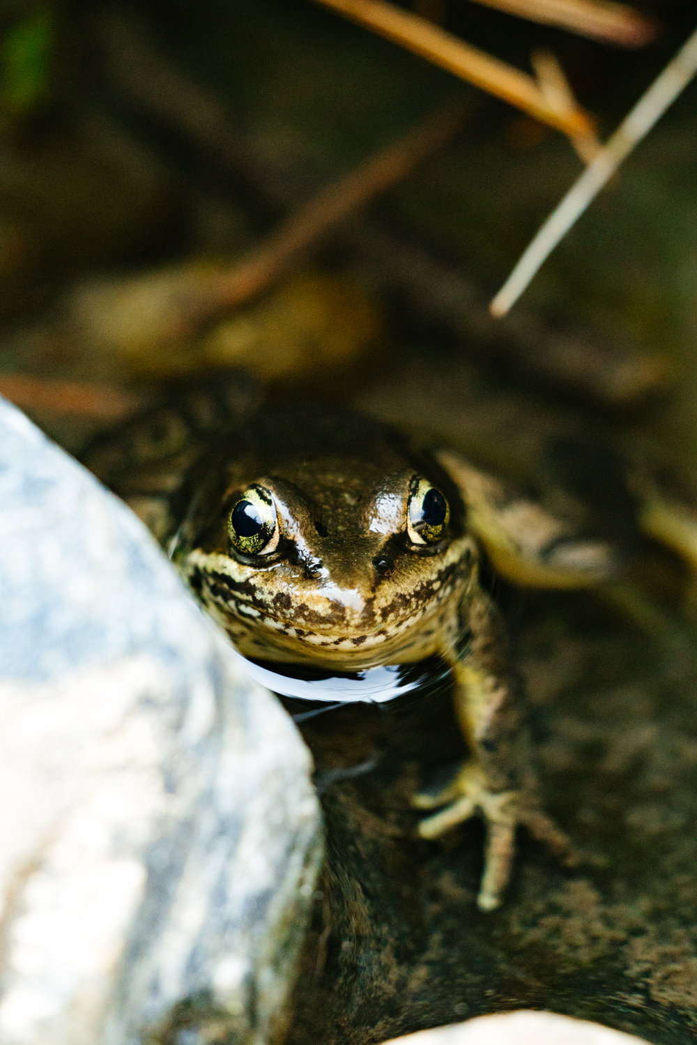 Washington State Wildlife and Conservation Photographer