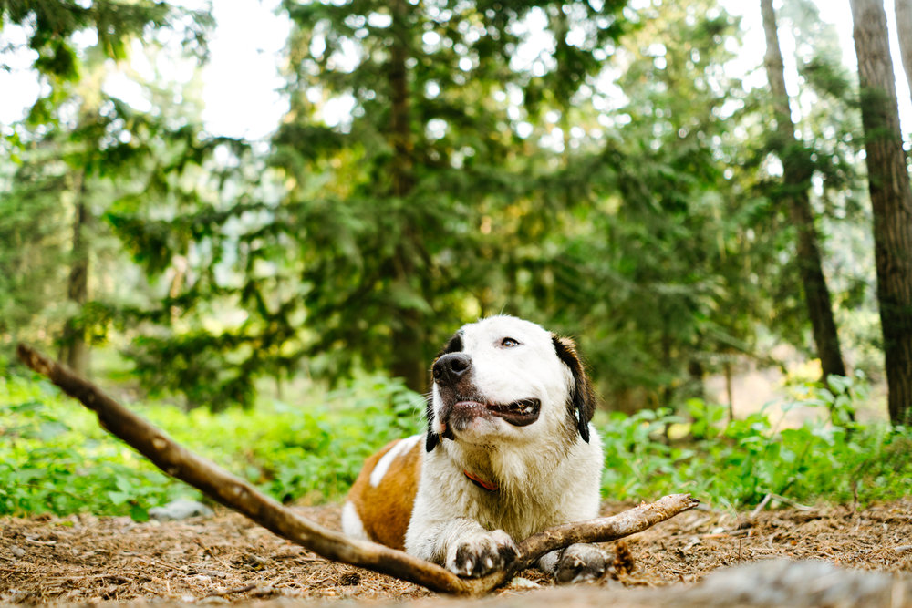 A Saint Bernard chews on a stick in the forest stock photography