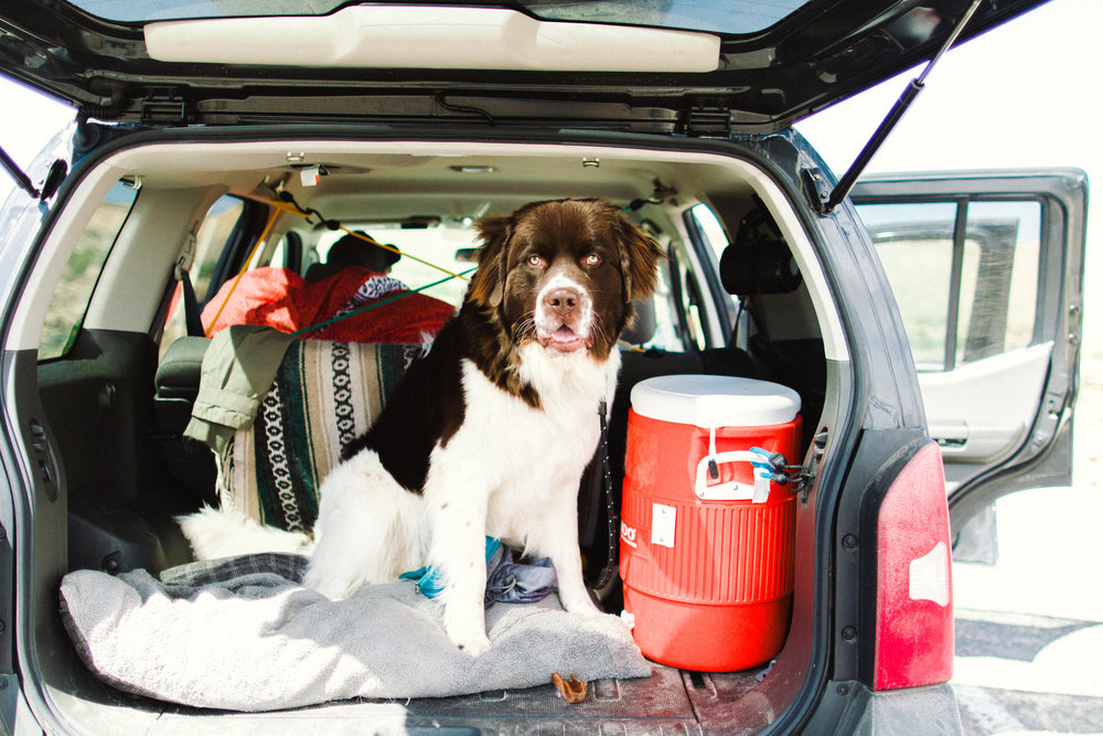 Road Trip Traveling across the country with a Newfoundland Dog by Seattle, Washington Commercial Photographer Sara Montour Lewis