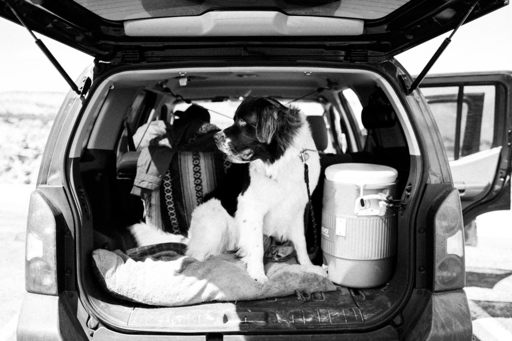 Road Trip Traveling across the country with a Newfoundland Dog by Seattle, Washington Commercial Photographer Sara Montour Lewis