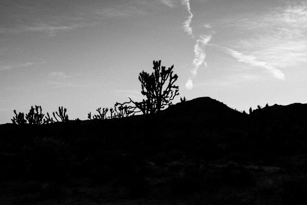 Joshua Tree California Road Trip Adventure Brand Photography