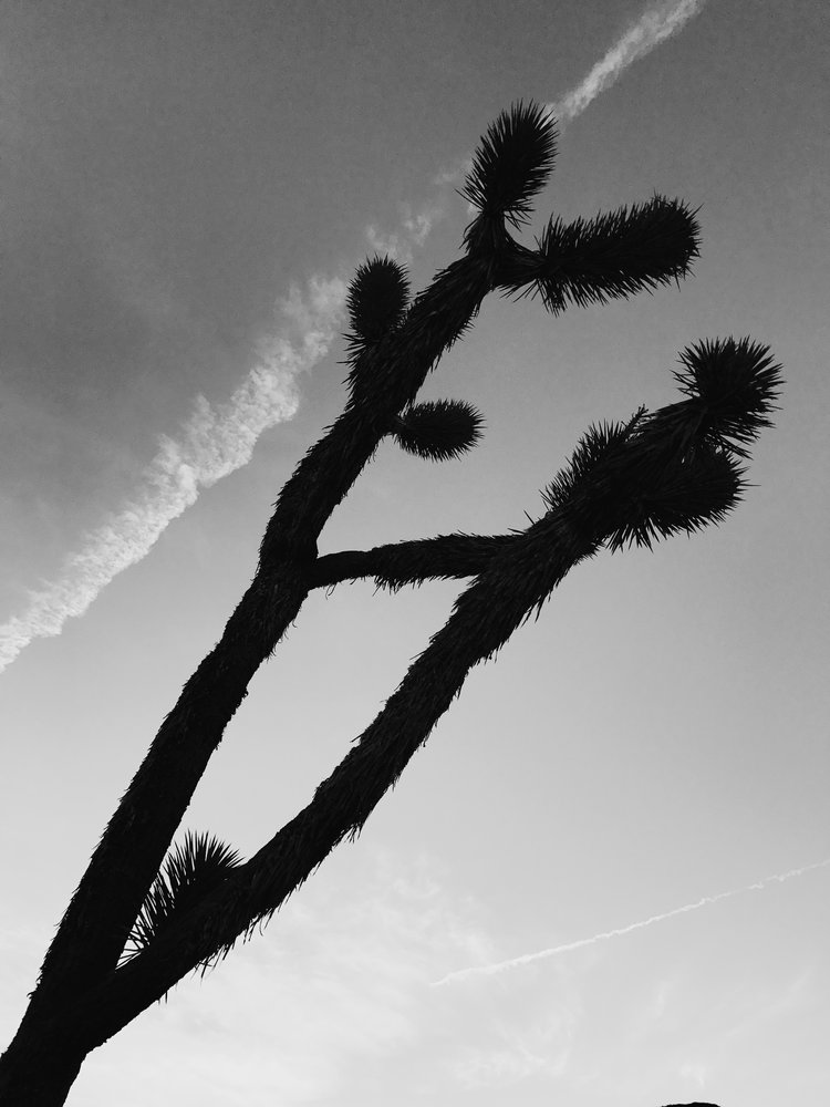 Joshua Tree California Road Trip Adventure Brand Photography