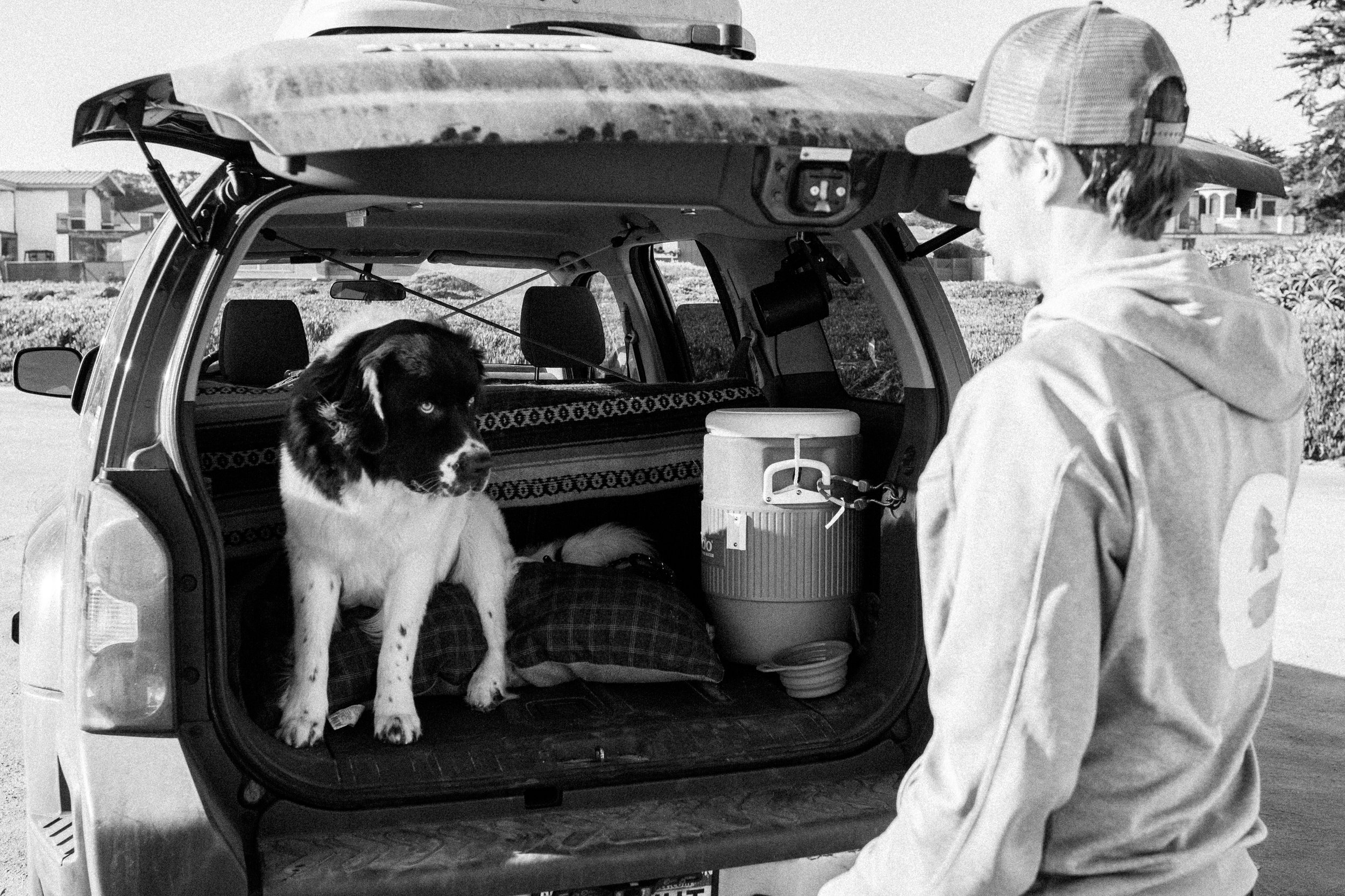 Couple Adventuring With A Newfoundland Across The Country