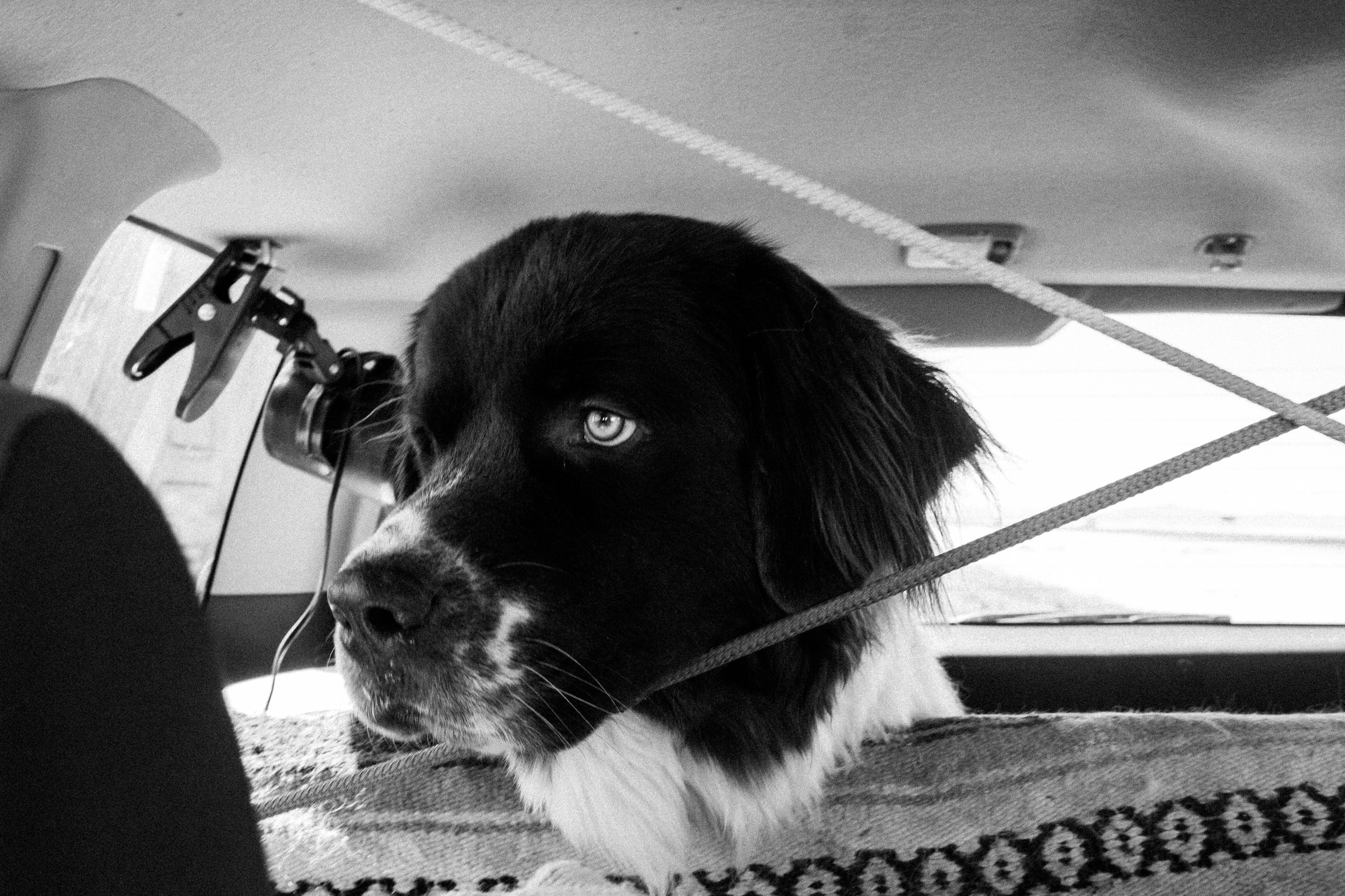 PNW Road Trip Lifestyle Adventure Photographer With A Newfoundland Dog