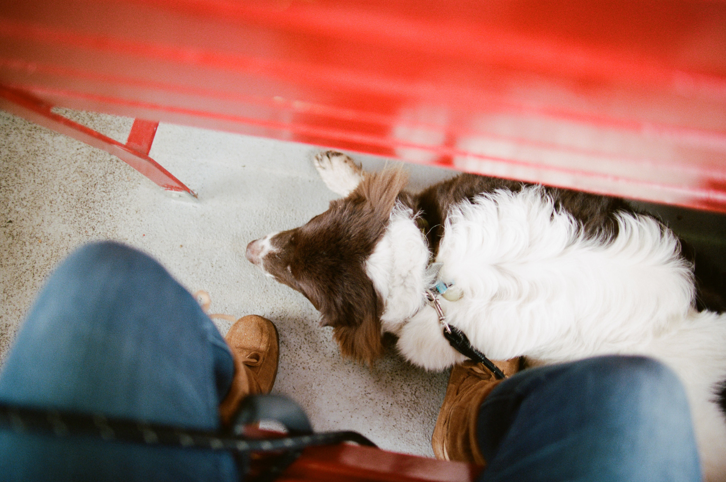 Couple traveling full time on the road with a Newfoundland dog