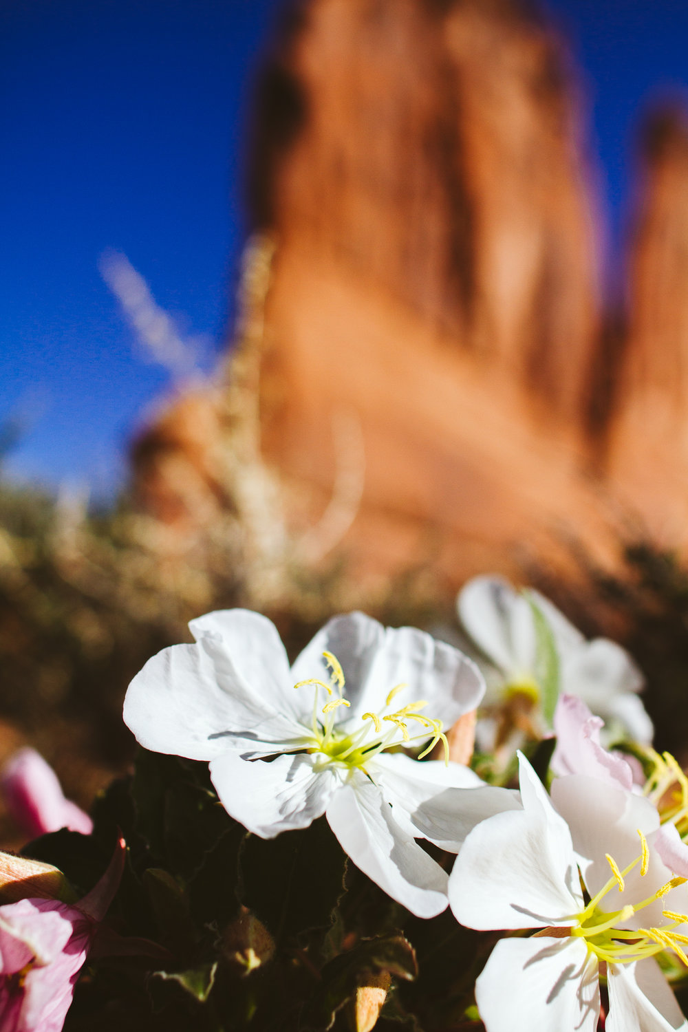 Arches National Park in Moab, Utah Adventure Road Trip Photographer