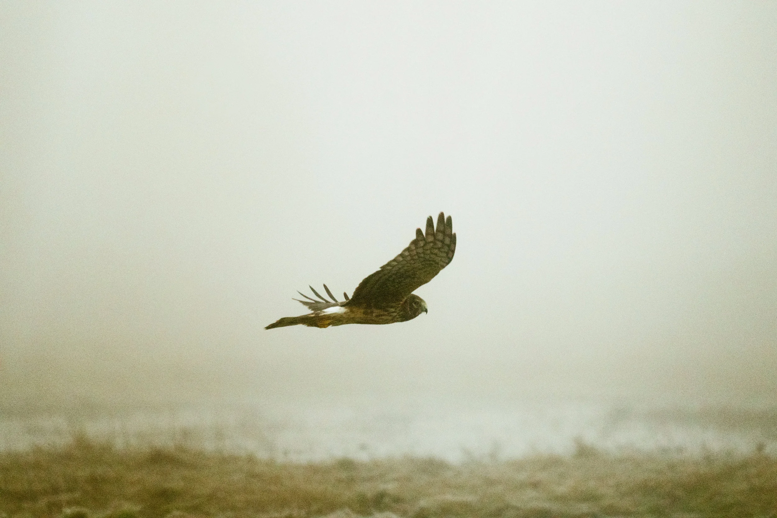 Our Urban Wilderness - A Day On The Samish Flats