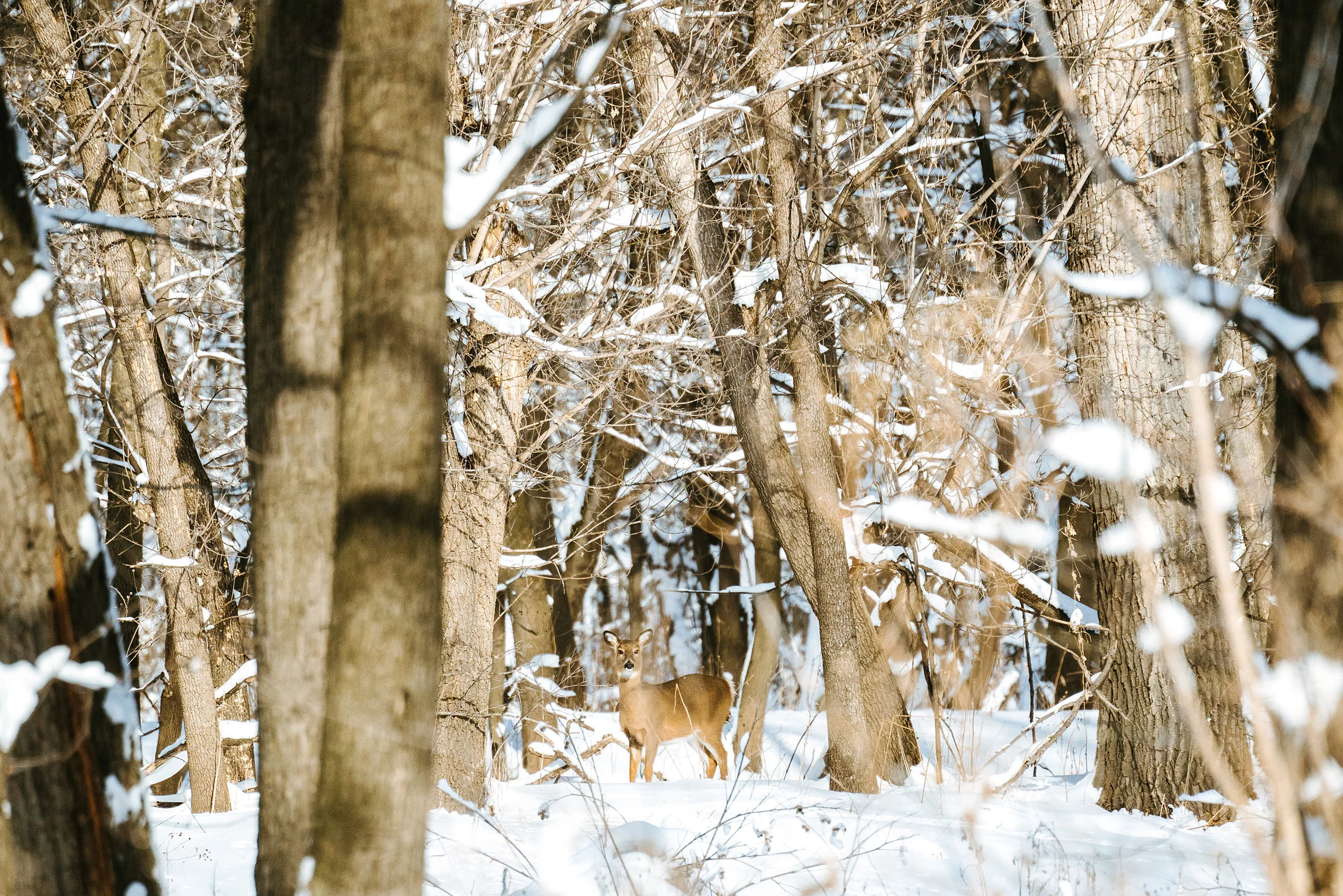 White-Tailed Deer at Fort Snelling State Park in Minnesota