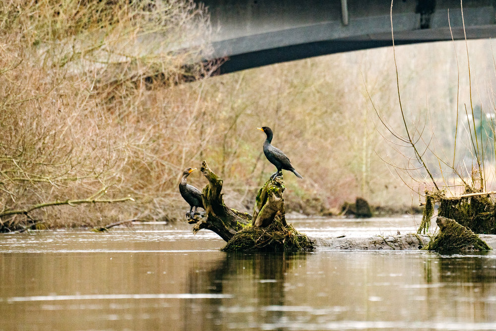 Double-Crested Cormorants on the Sammamish River in Redmond, Washington