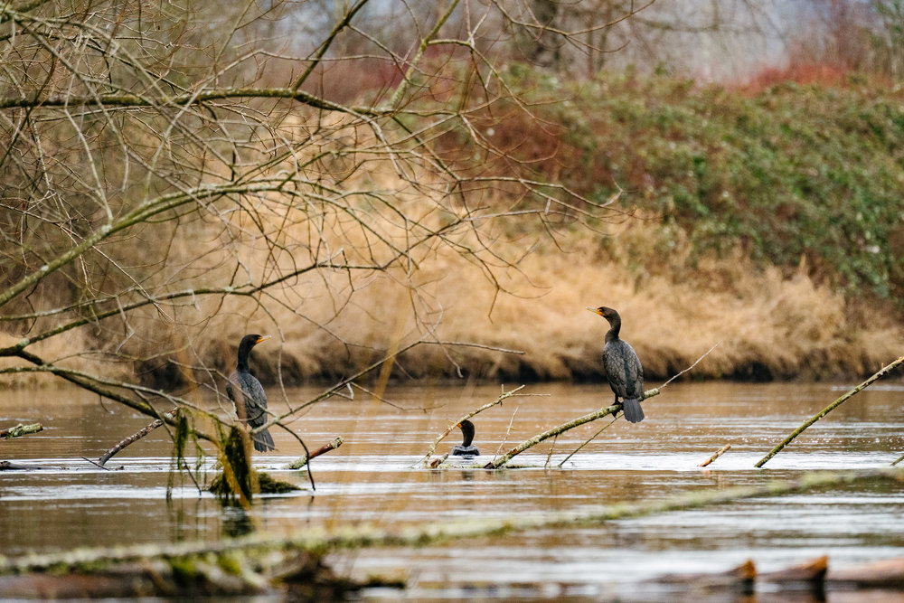 Double-Crested Cormorants on the Sammamish River in Redmond, Washington by Conservation Photographer, Sara Montour Lewis