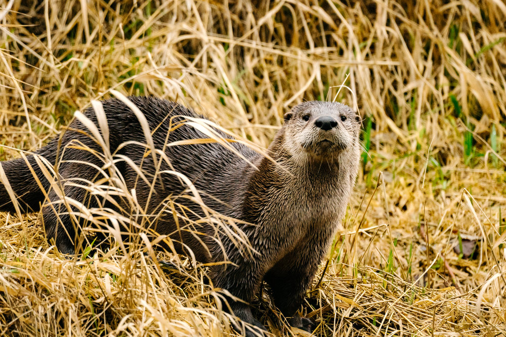 North American River Otter in the Sammamish River by Wildlife Photographer, Sara Montour Lewis