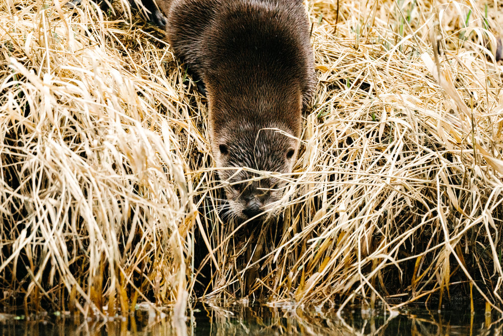 Otters in the Sammamish River by Seattle Photographer, Sara Montour Lewis